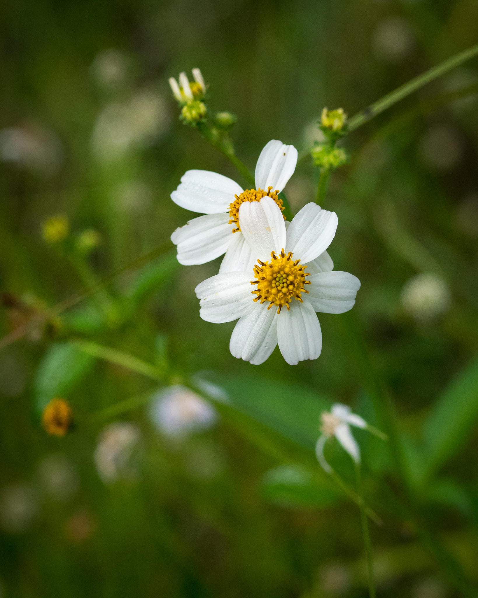 Olympus OM-D E-M1 + OLYMPUS 50mm Lens sample photo. Spanish needles flower (bidens alba) photography
