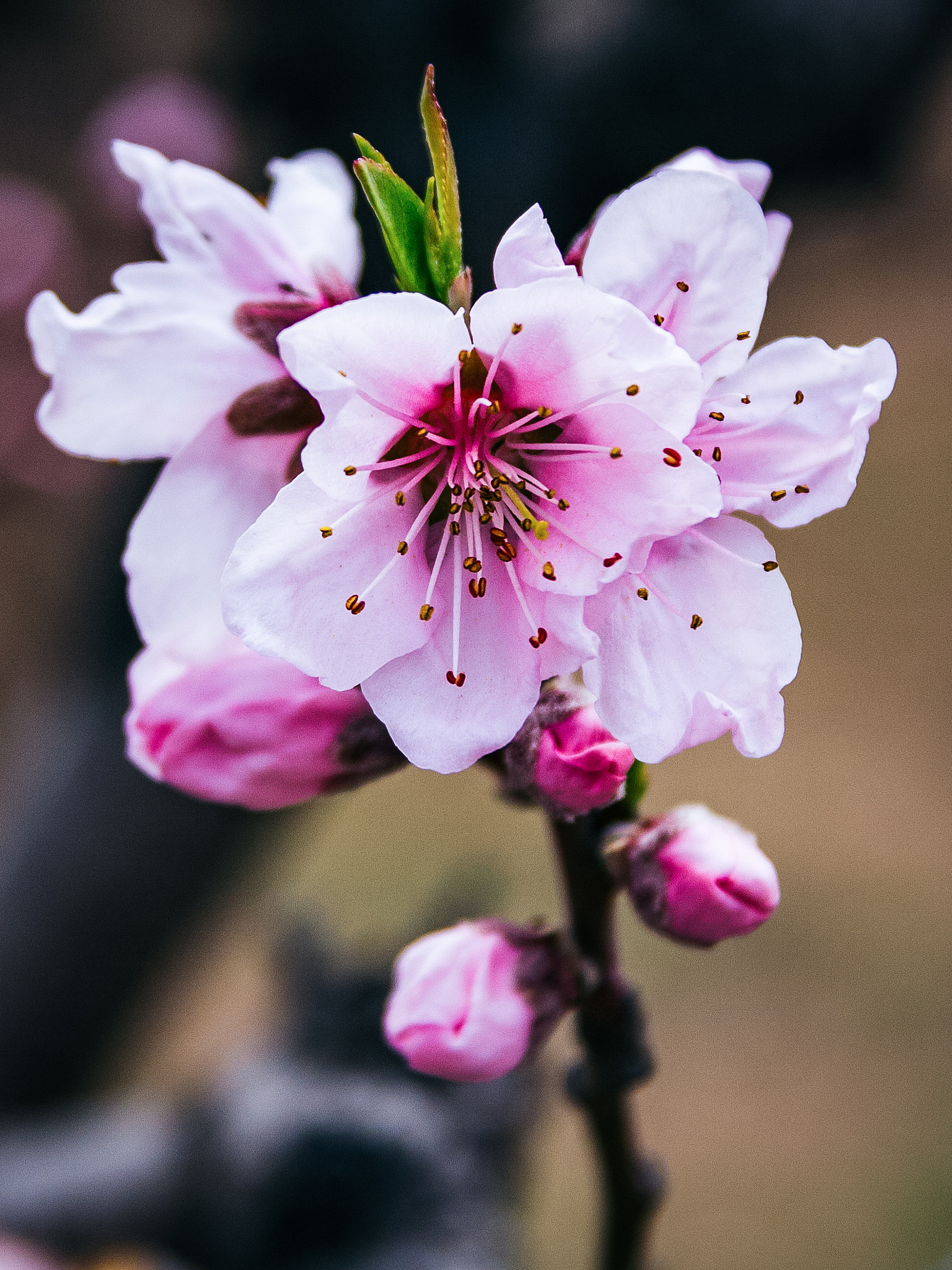 Canon EOS 40D sample photo. Visit flowers photography