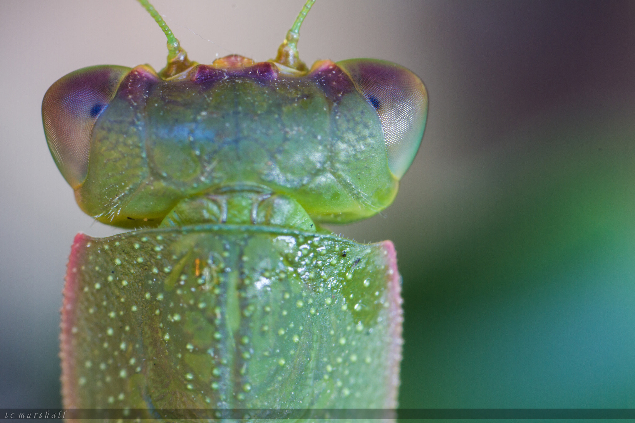 Canon MP-E 65mm F2.5 1-5x Macro Photo sample photo. Watching you photography