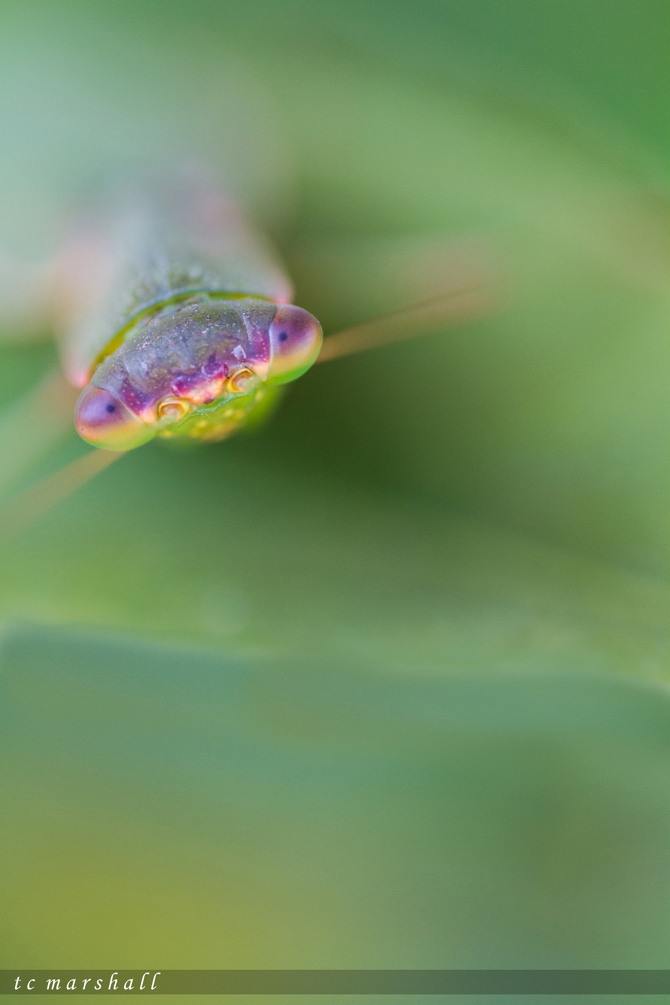 Canon MP-E 65mm F2.5 1-5x Macro Photo sample photo. Praying photography