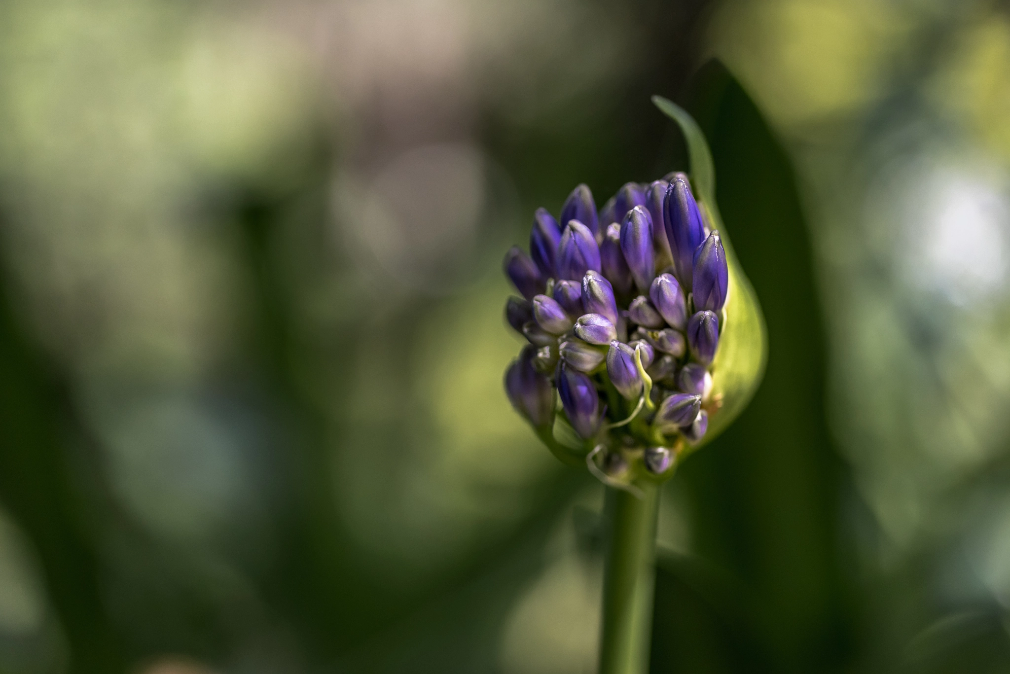 Nikon AF Micro-Nikkor 60mm F2.8D sample photo. Breaking through photography