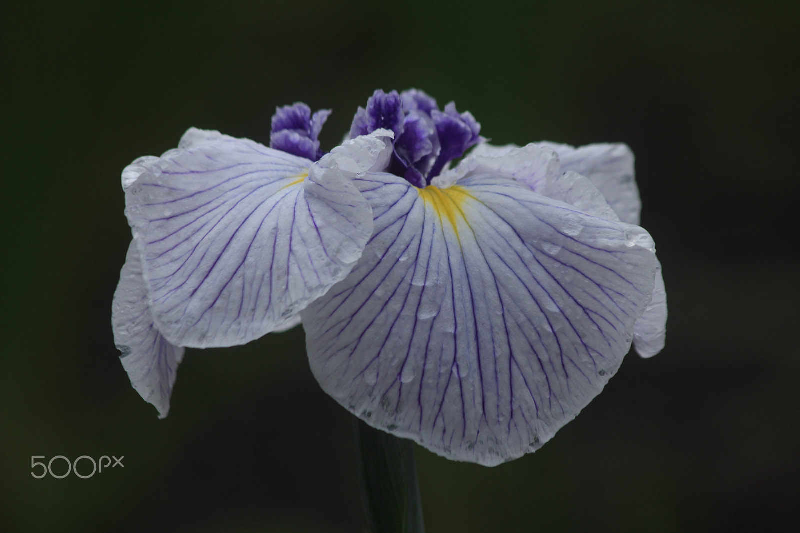 Canon EOS 550D (EOS Rebel T2i / EOS Kiss X4) sample photo. Iris photography