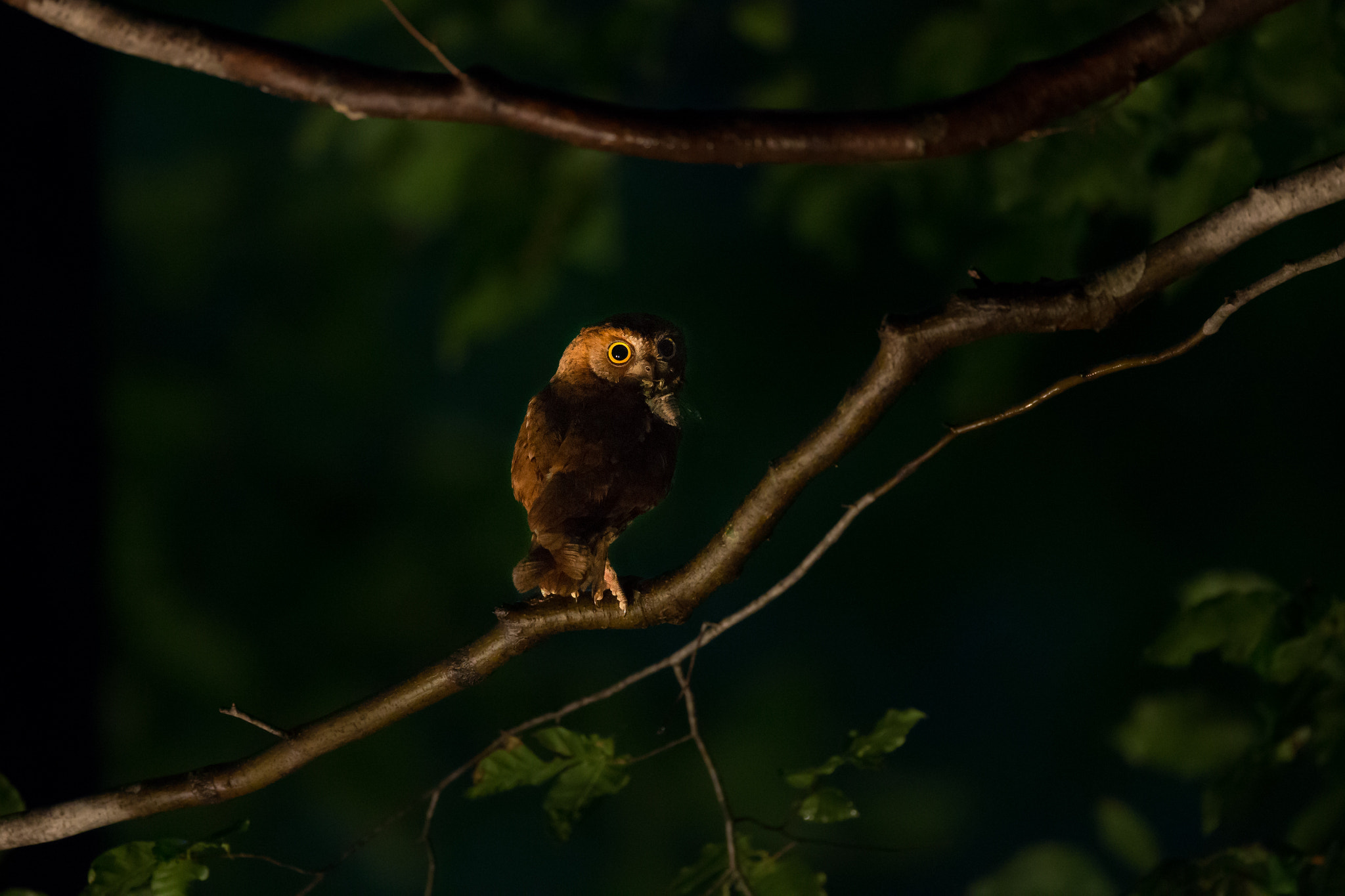 Canon EOS-1D X + Canon EF 800mm F5.6L IS USM sample photo. Red scops owl photography