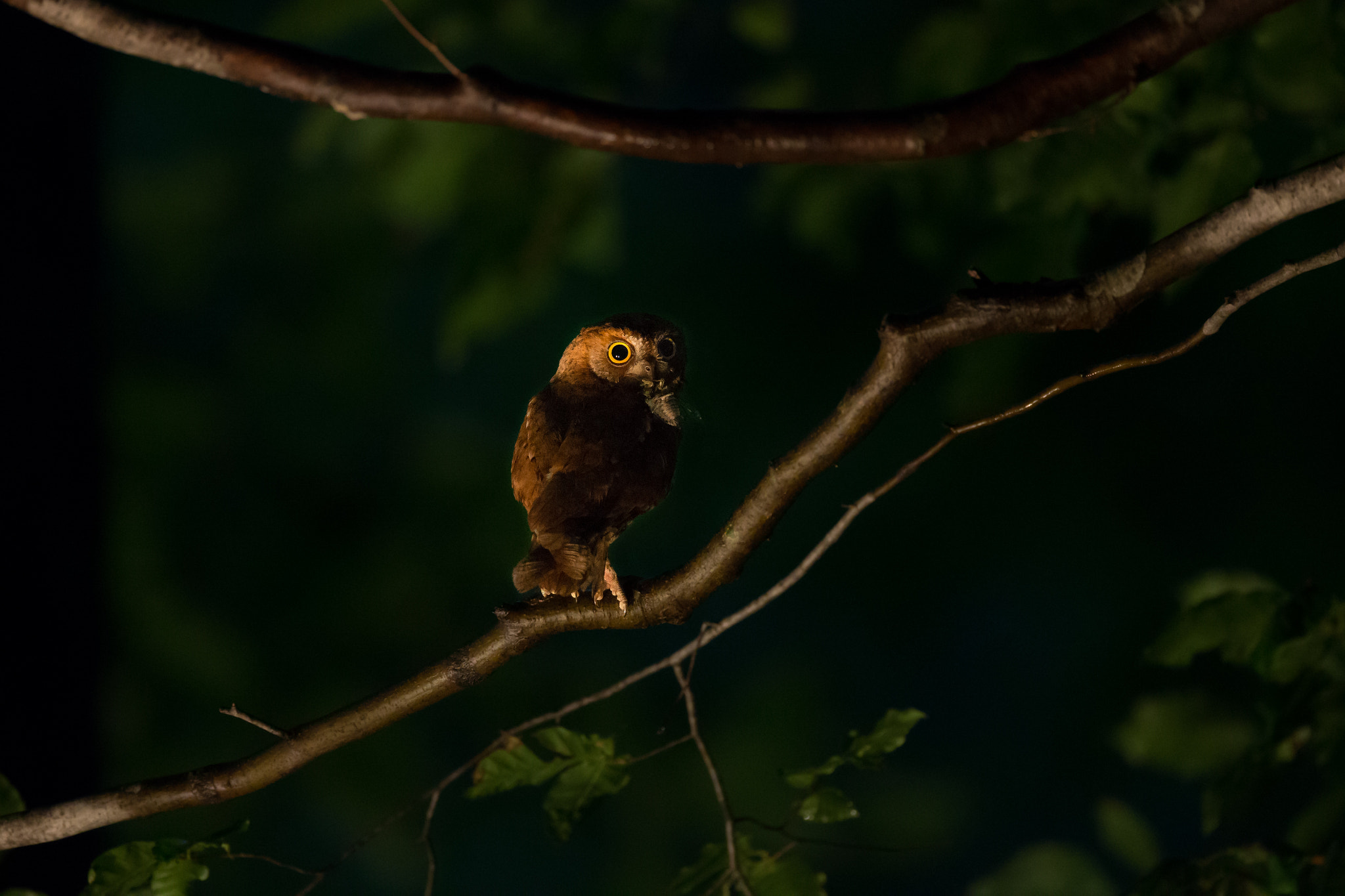 Canon EF 800mm F5.6L IS USM sample photo. Red scops owl photography