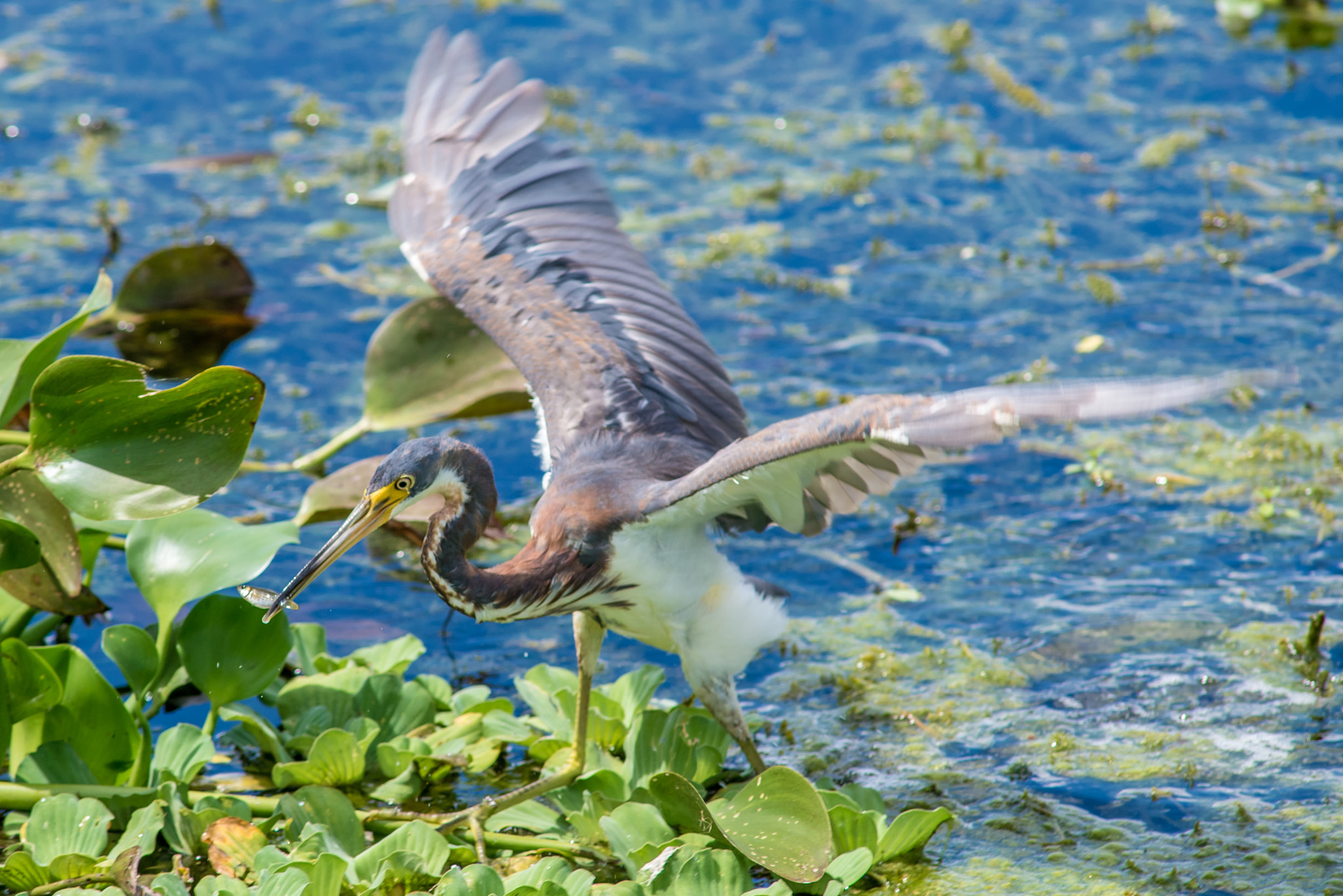 Nikon D610 + AF Nikkor 300mm f/4 IF-ED sample photo. Tricolored heron with fish photography