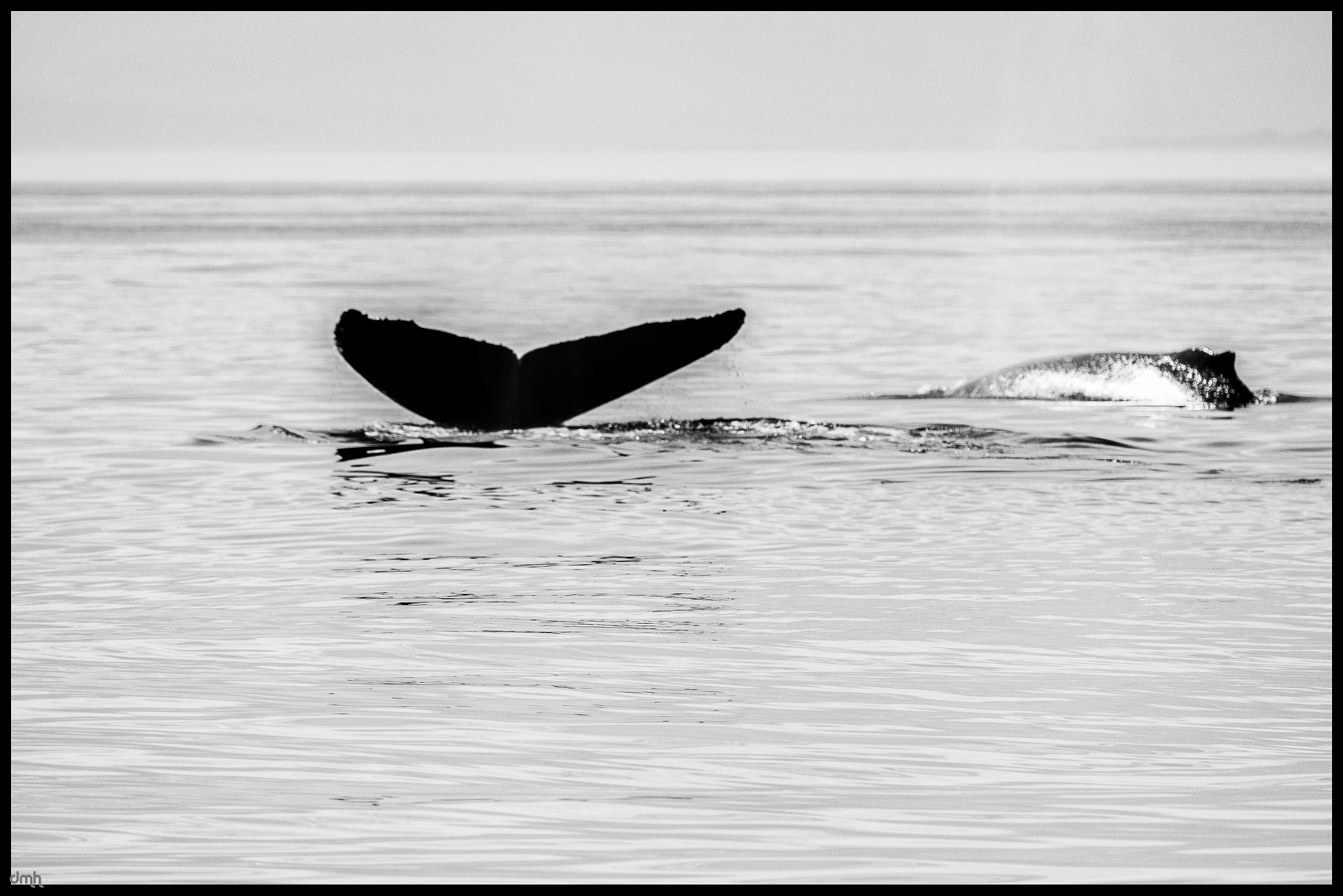 Fujifilm XF 100-400mm F4.5-5.6 R LM OIS WR sample photo. A tale of two whales photography