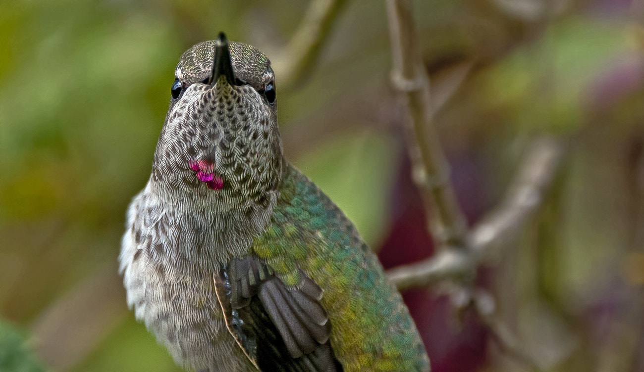 Sigma 150-600mm F5-6.3 DG OS HSM | C sample photo. A close look photography