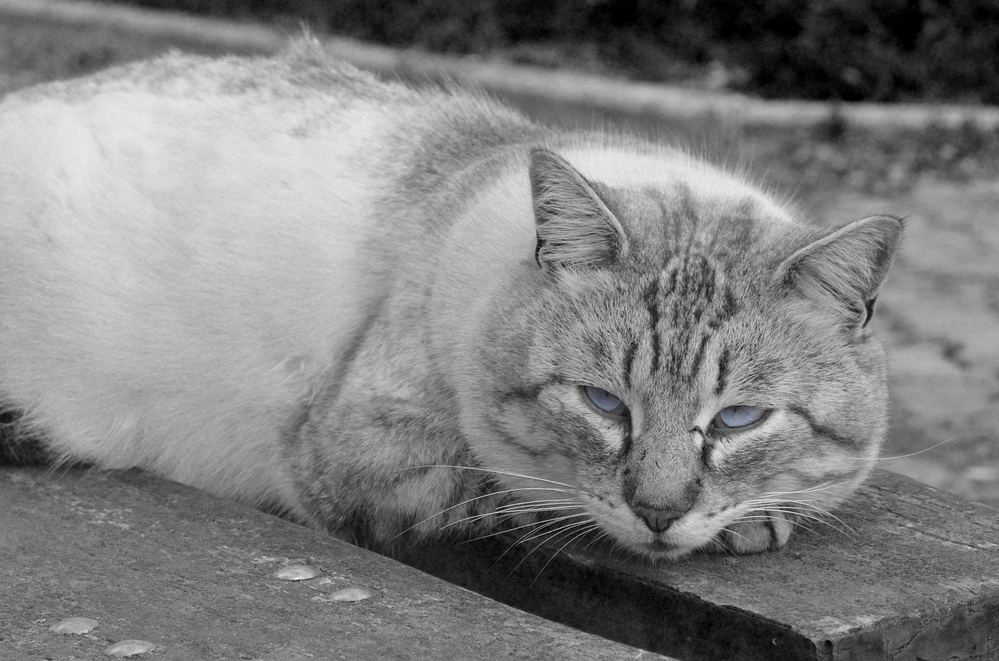AF Zoom-Nikkor 35-80mm f/4-5.6D N sample photo. Blue photography