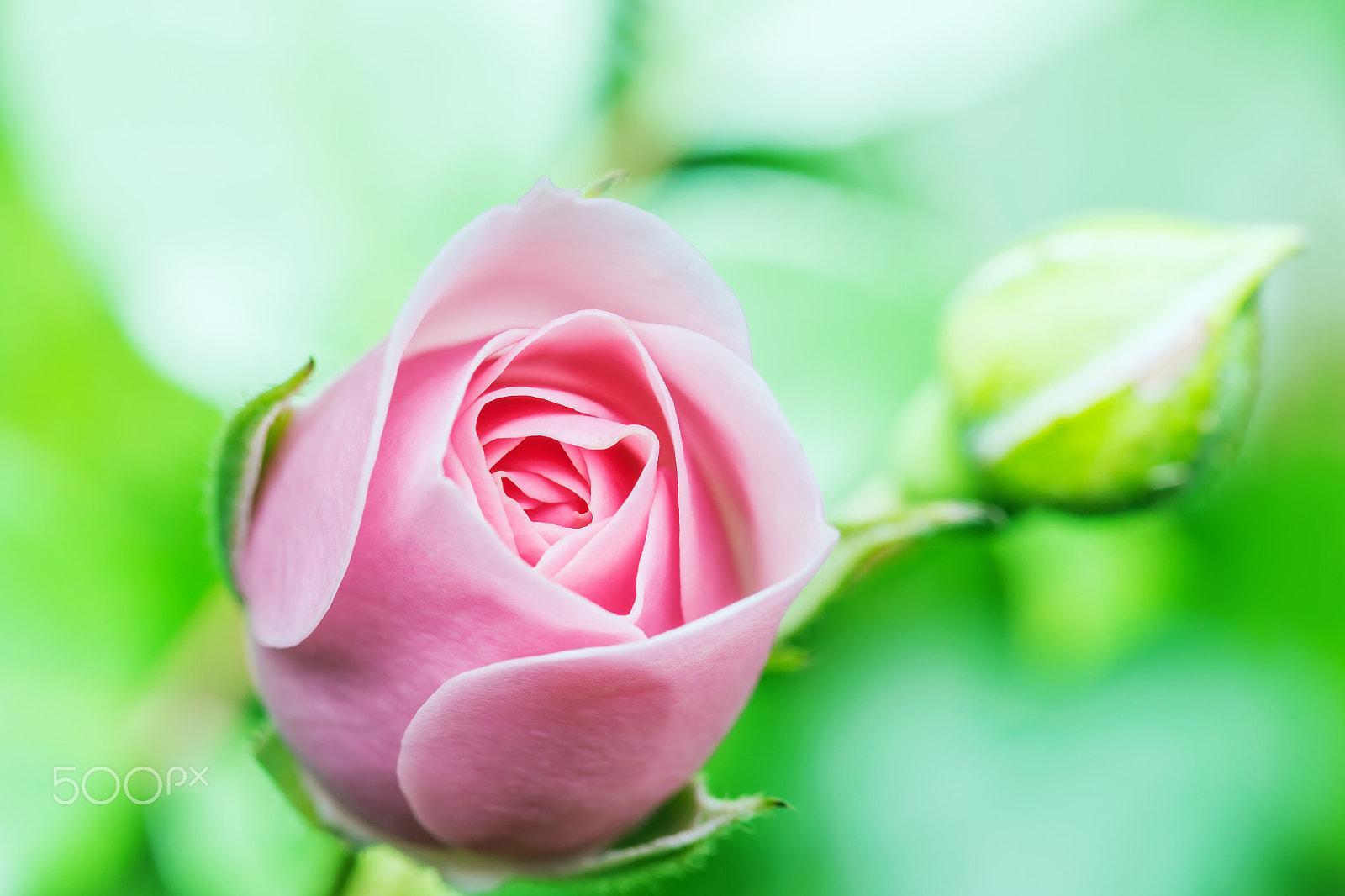 Pentax K-30 sample photo. Pink rose on green background photography