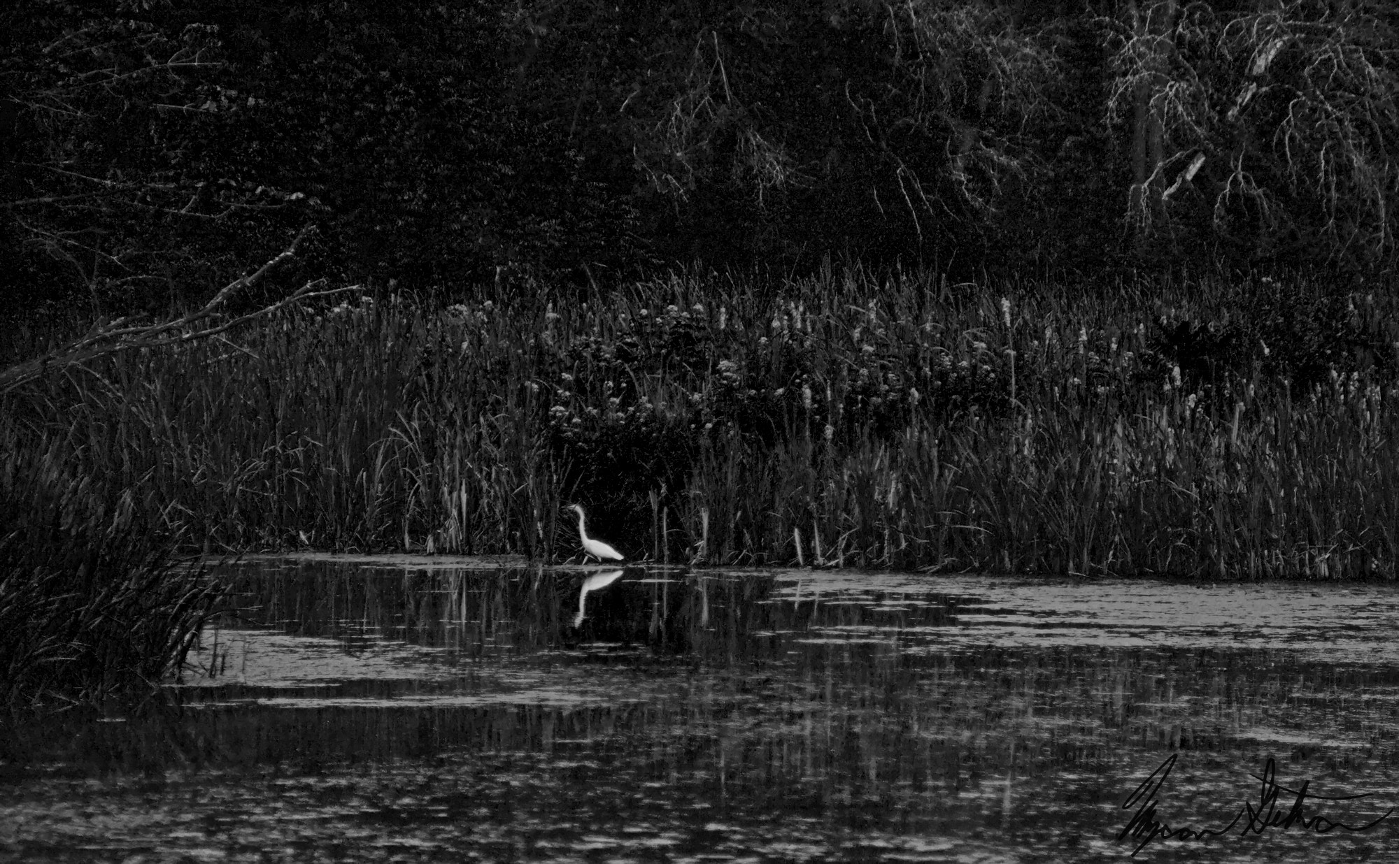 Canon EOS 5D + EF75-300mm f/4-5.6 sample photo. Great egret on burden pond photography