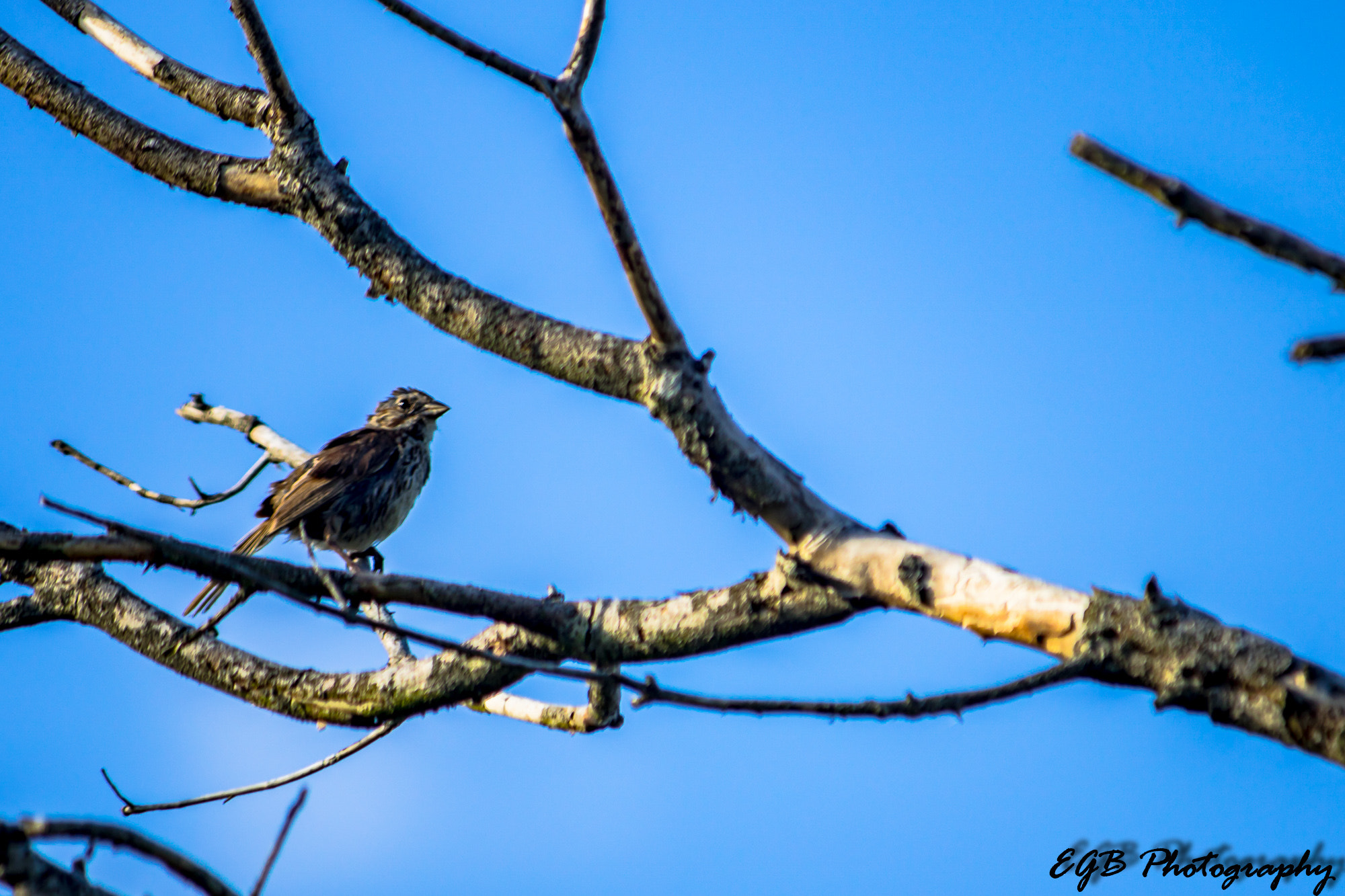 Canon EF-S 55-250mm F4-5.6 IS sample photo. Keeping watch photography
