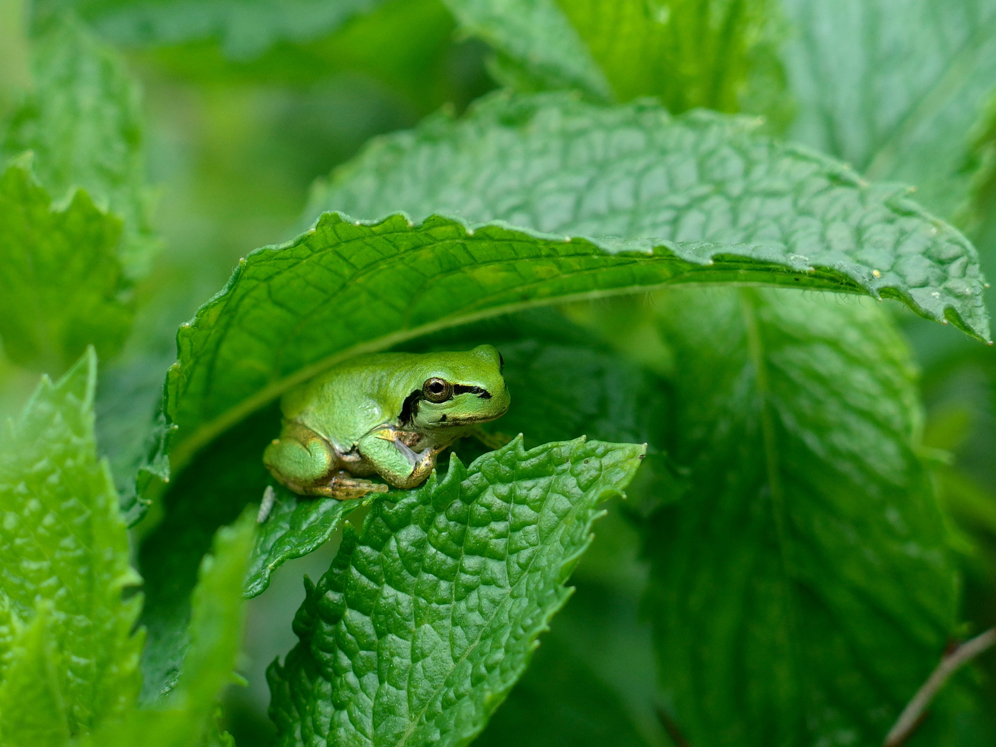 PENTAX RICOH IMAGING PENTAX MX-1 sample photo.  small frog under the leaf photography