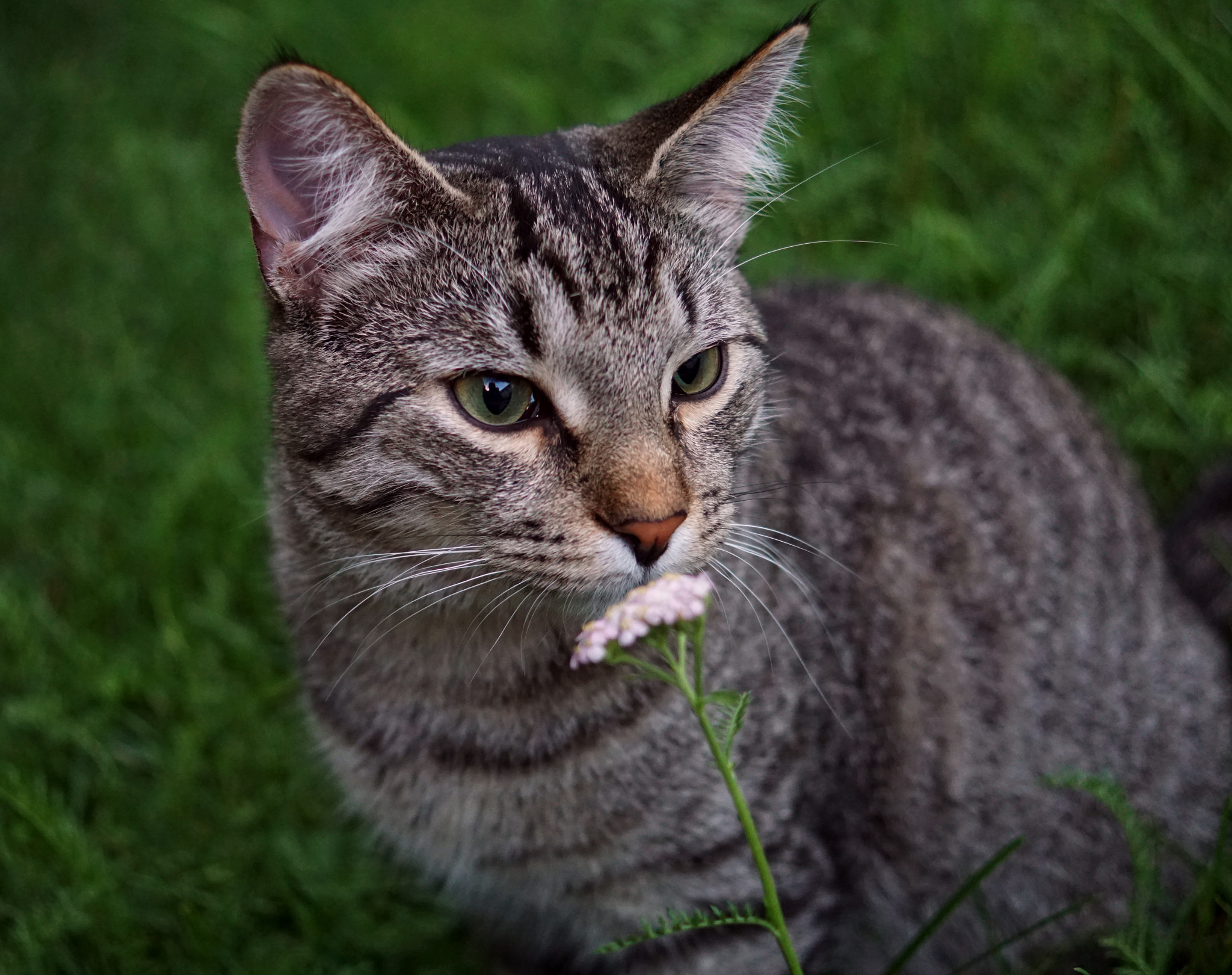 Sony DT 30mm F2.8 Macro SAM sample photo. The model that scared the photographer photography