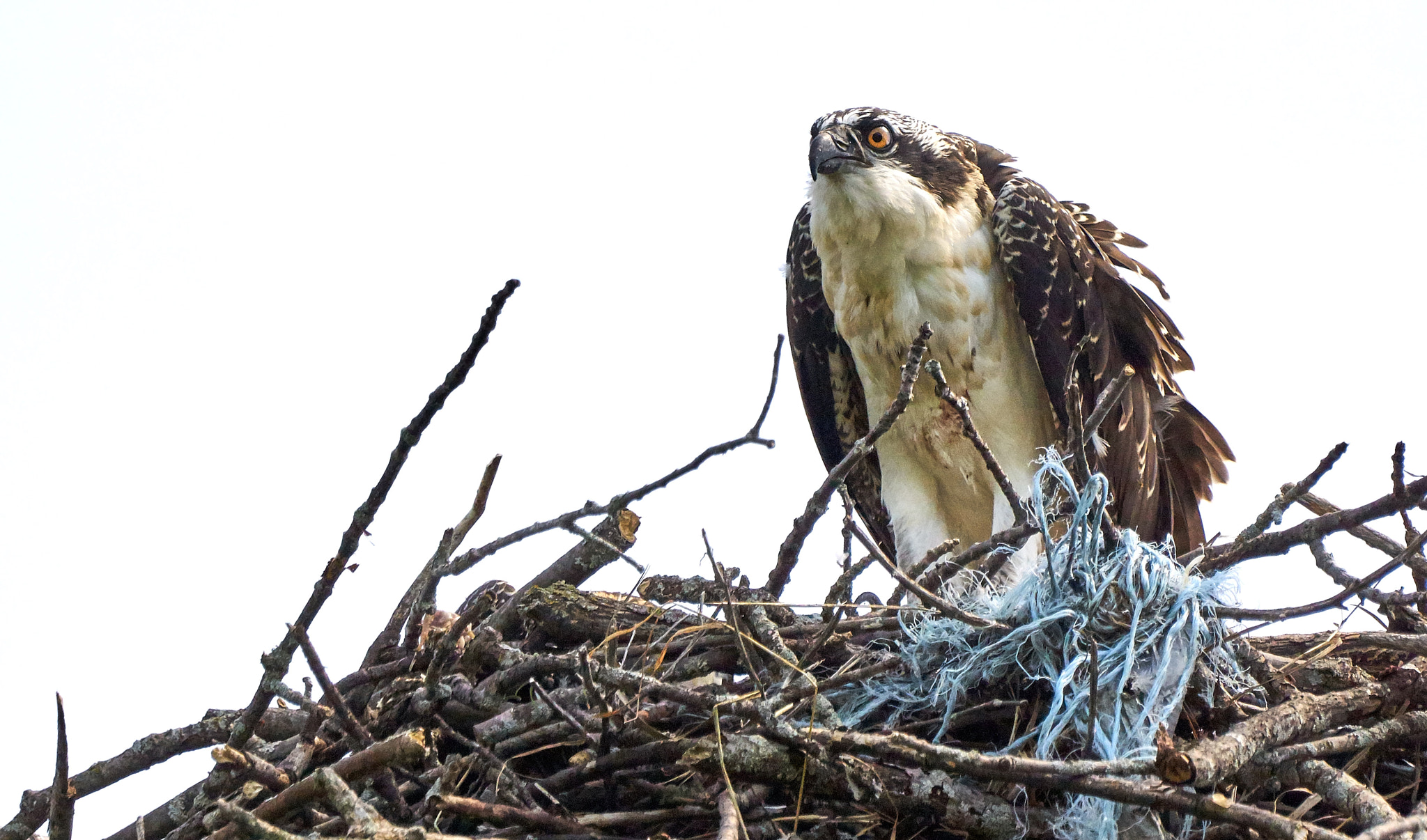 Sony ILCA-77M2 + Sony 70-400mm F4-5.6 G SSM II sample photo. Juvenile osprey photography