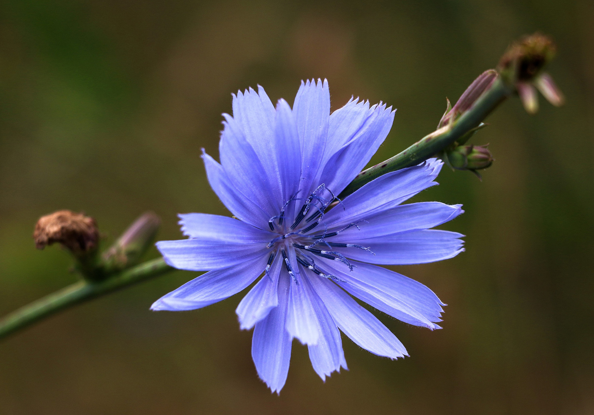 18.0 - 135.0 mm sample photo. Gentle chicory photography