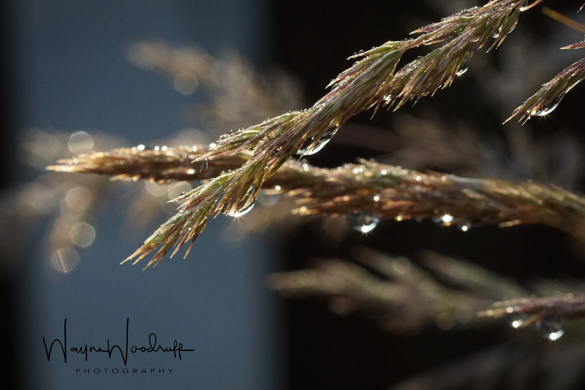 100mm F2.8 sample photo. Jewels photography