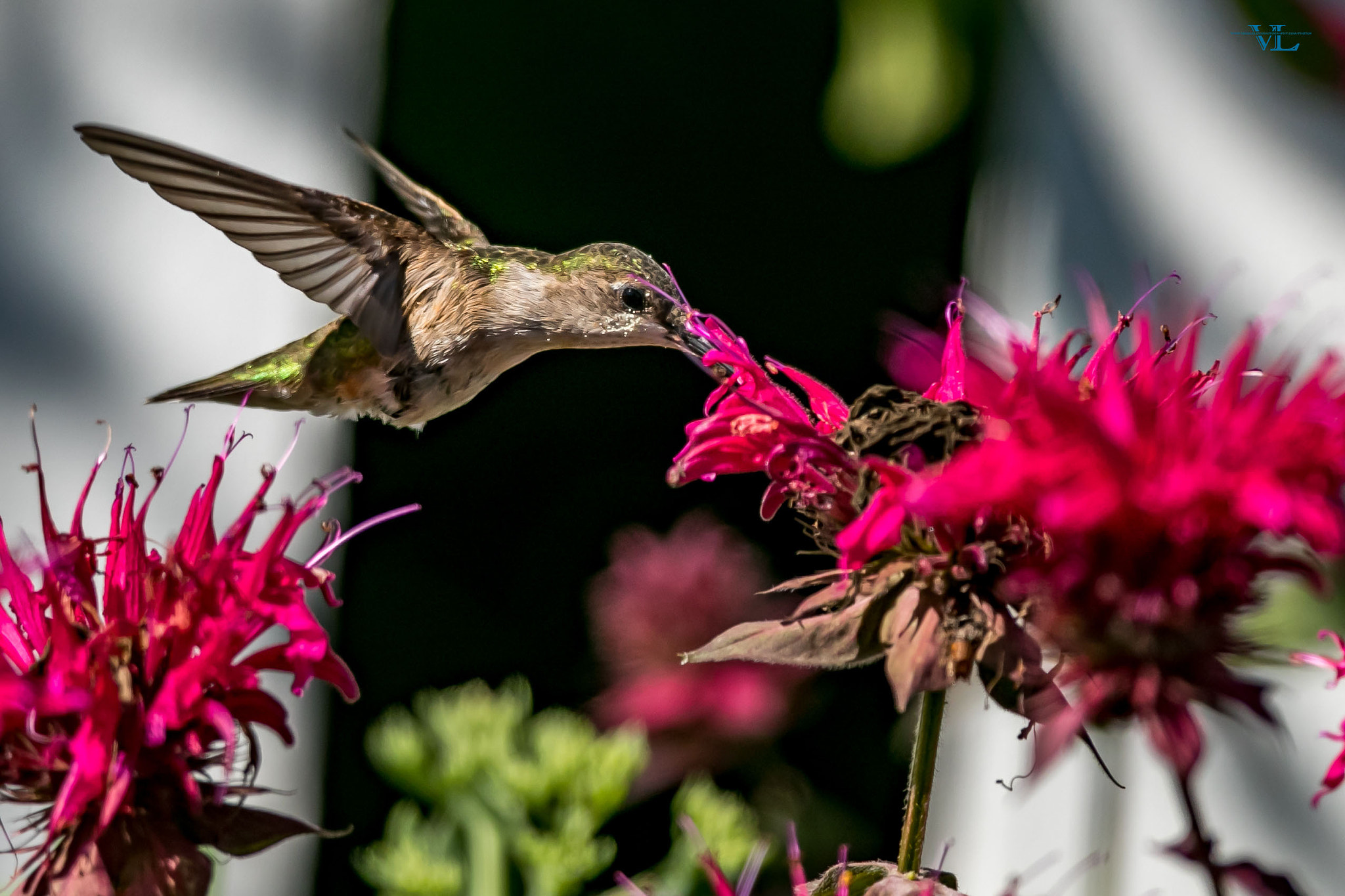Canon EF 600mm F4L IS USM sample photo. Humming bird photography