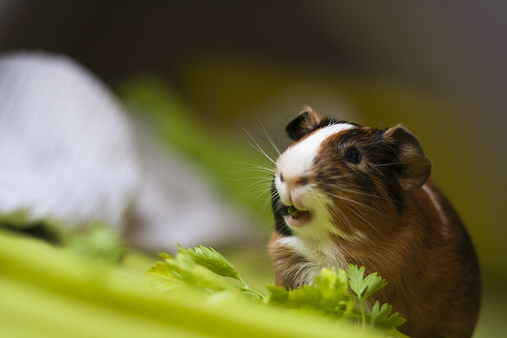 Canon EOS 1000D (EOS Digital Rebel XS / EOS Kiss F) + Canon EF 50mm F1.8 II sample photo. Oh my god.. is that food?! photography