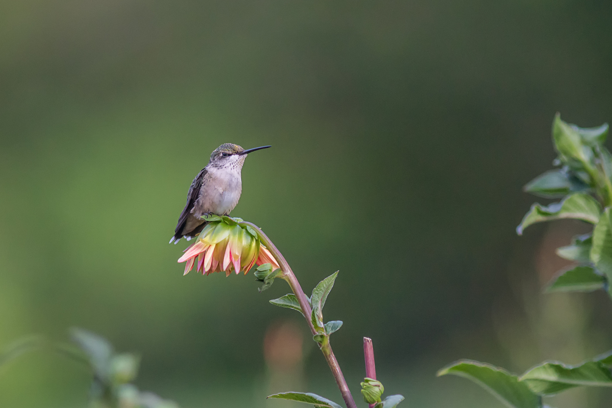 Canon EF 200mm f/2.8L II + 2x sample photo. Relaxing photography