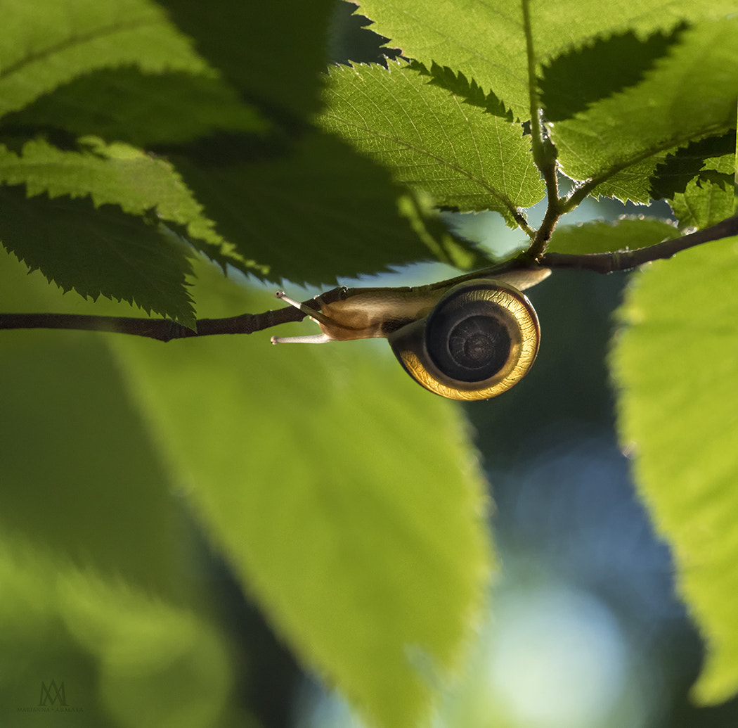 Olympus M.Zuiko Digital ED 60mm F2.8 Macro sample photo. Walking on a branch photography