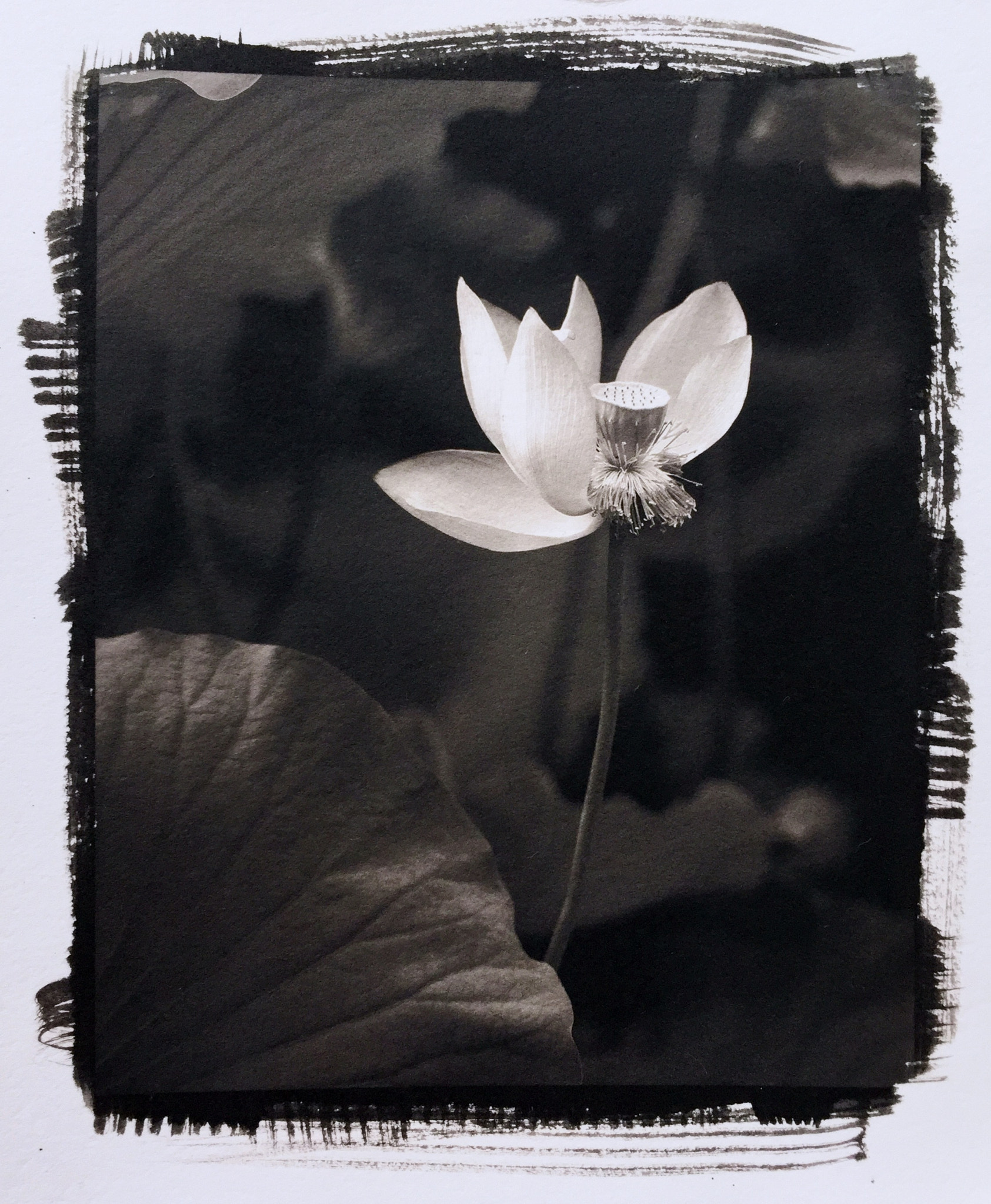 Jag.gr 645 PRO Mk III for Apple iPhone 6 sample photo. 《lotus》——by nikon d3 camera,digital negative,platinotype. photography