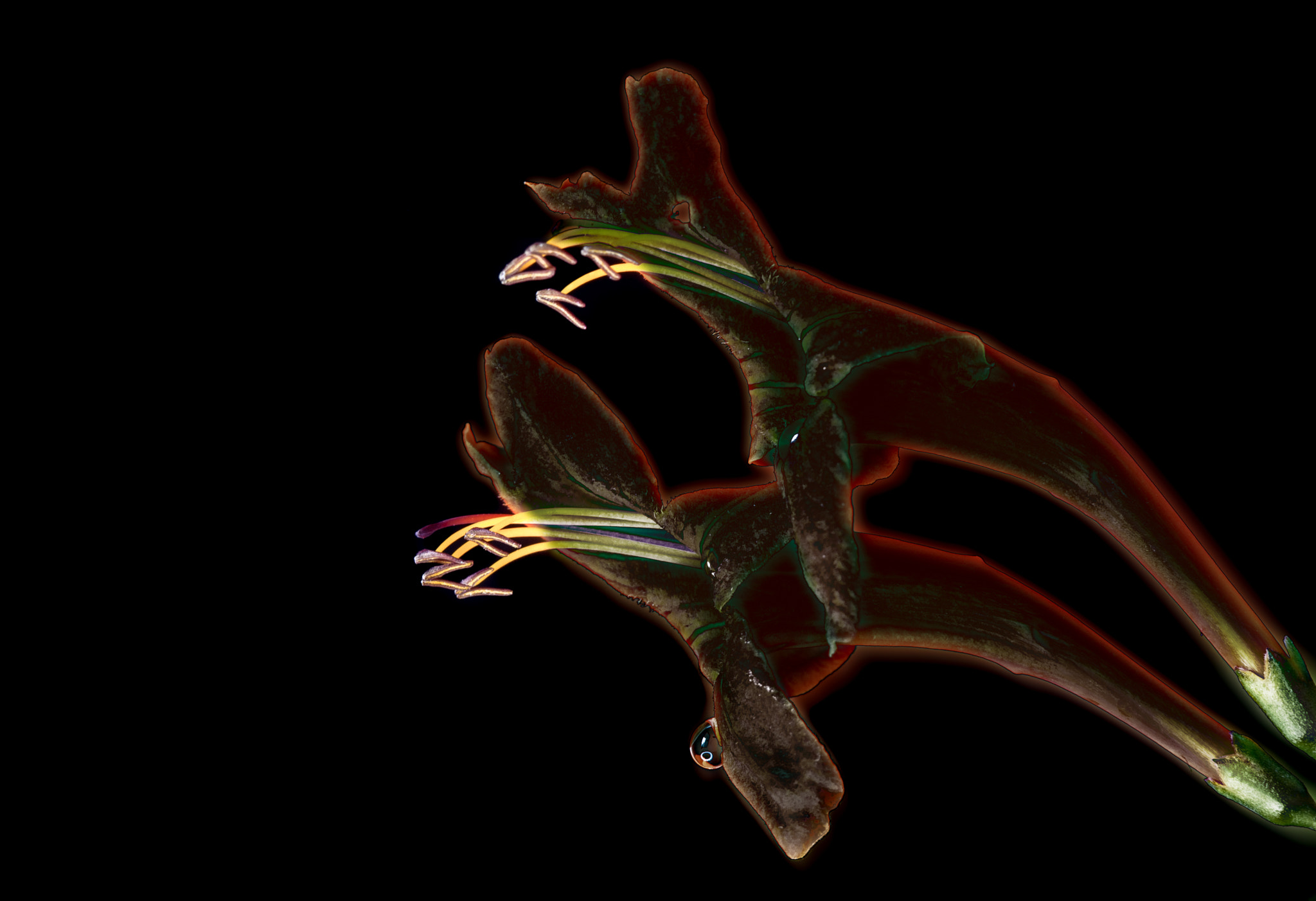 Nikon D40X sample photo. Fangs photography