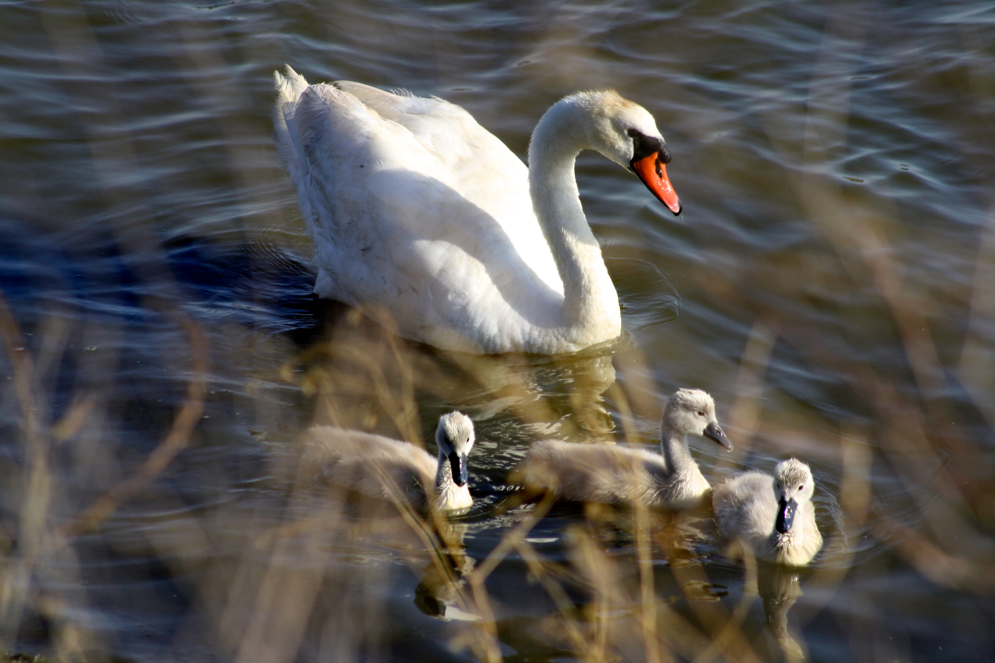 Canon EF 75-300mm f/4-5.6 USM sample photo. Safe and curious photography