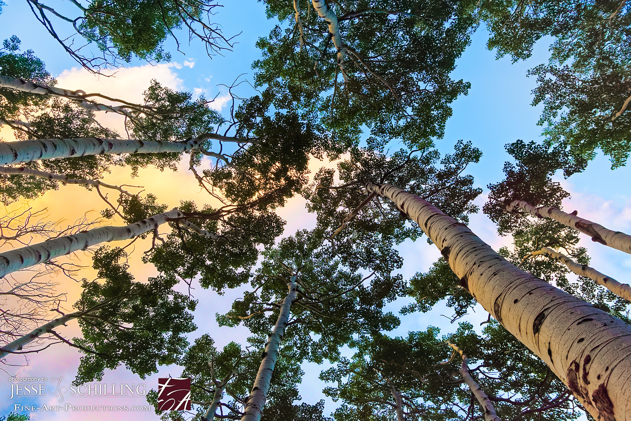 Sony a6000 + Canon EF-S 17-55mm F2.8 IS USM sample photo. ...look up inside the aspens photography