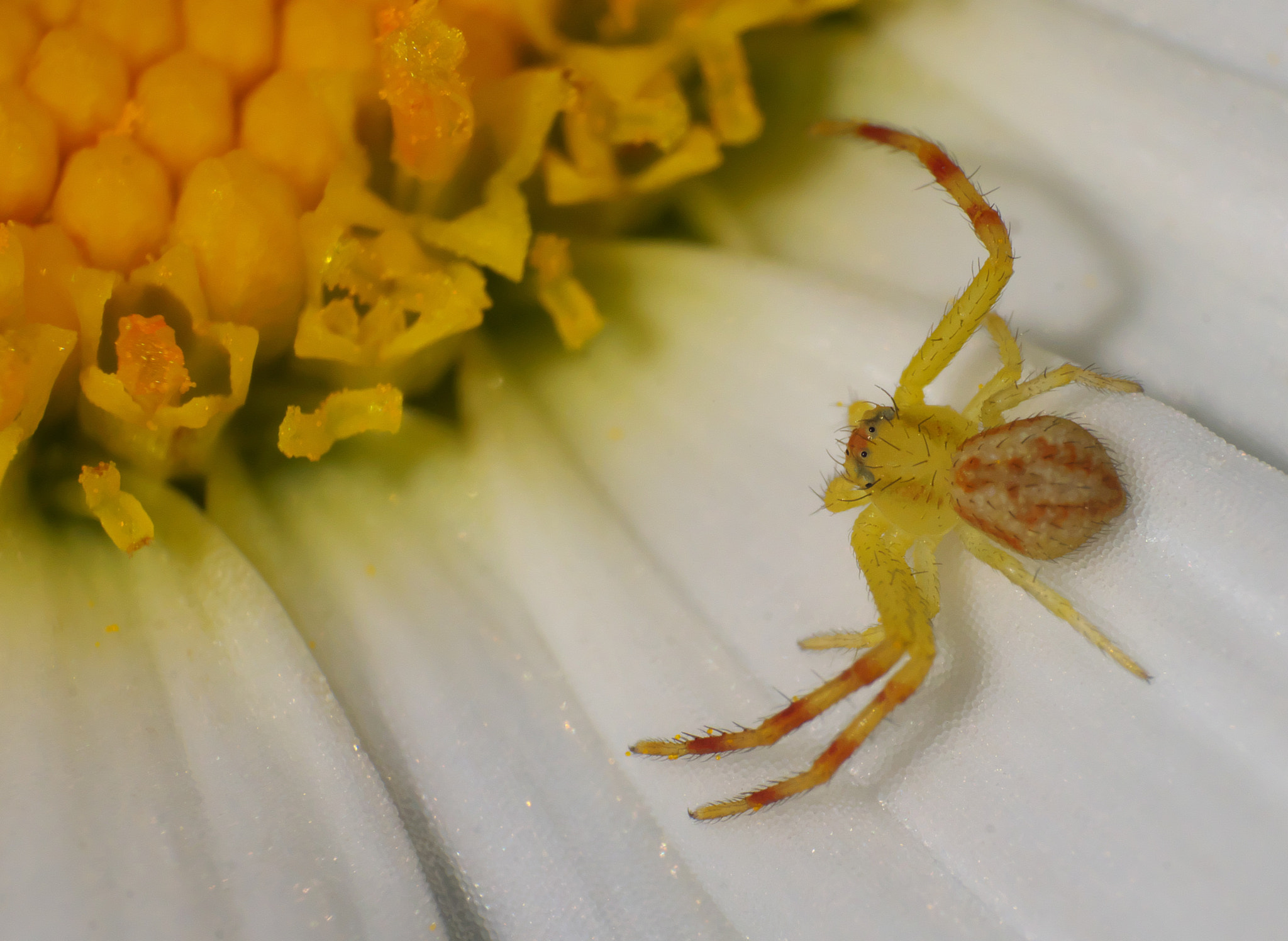 Fujifilm X-A1 + Fujifilm XF 55-200mm F3.5-4.8 R LM OIS sample photo. Yellow crab spider on a flower 2015.08.03 photography