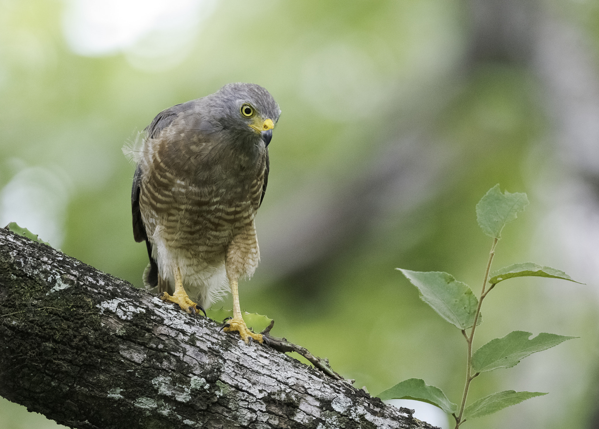 Nikon AF-S Nikkor 800mm F5.6E FL ED VR sample photo. Aguilucho de ala rojiza buteo magnirostris (of ) photography