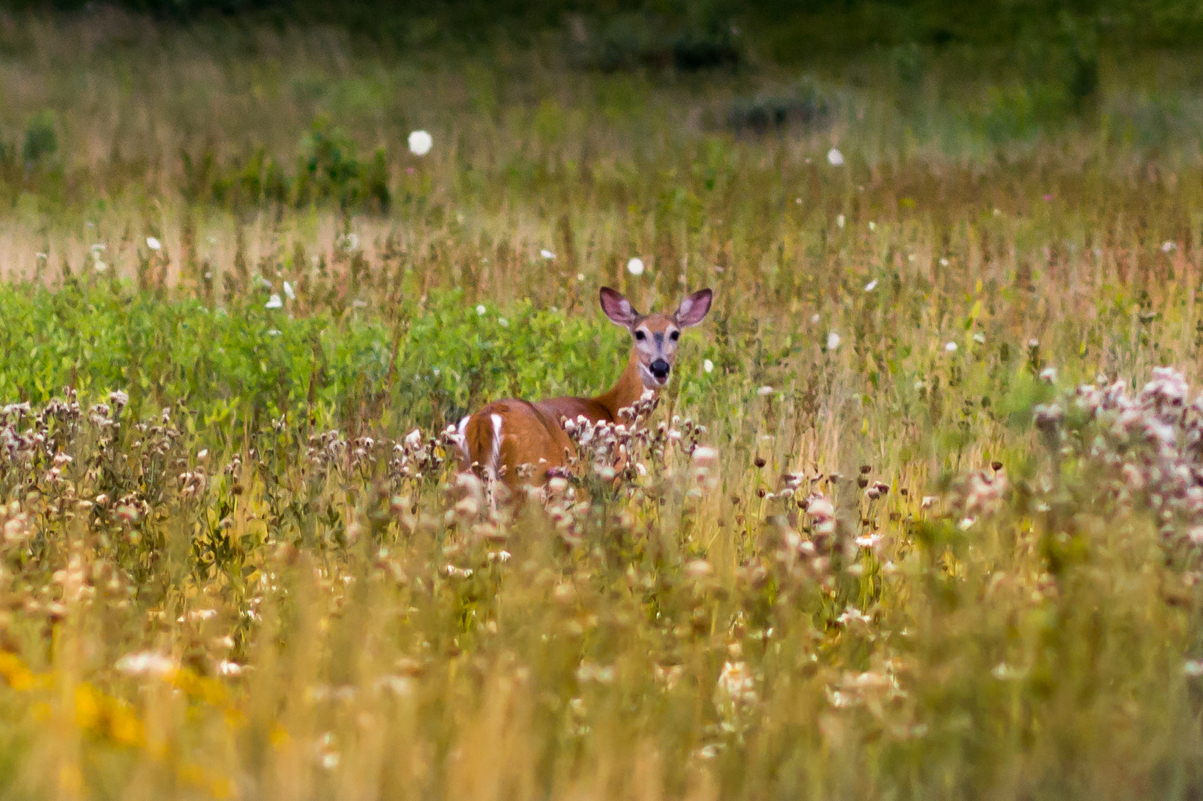 Canon EOS 650D (EOS Rebel T4i / EOS Kiss X6i) sample photo. Deer photography