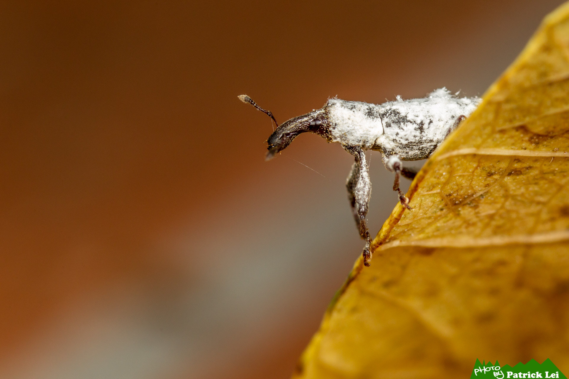 Canon EOS-1D Mark IV sample photo. Weevil - come out photography