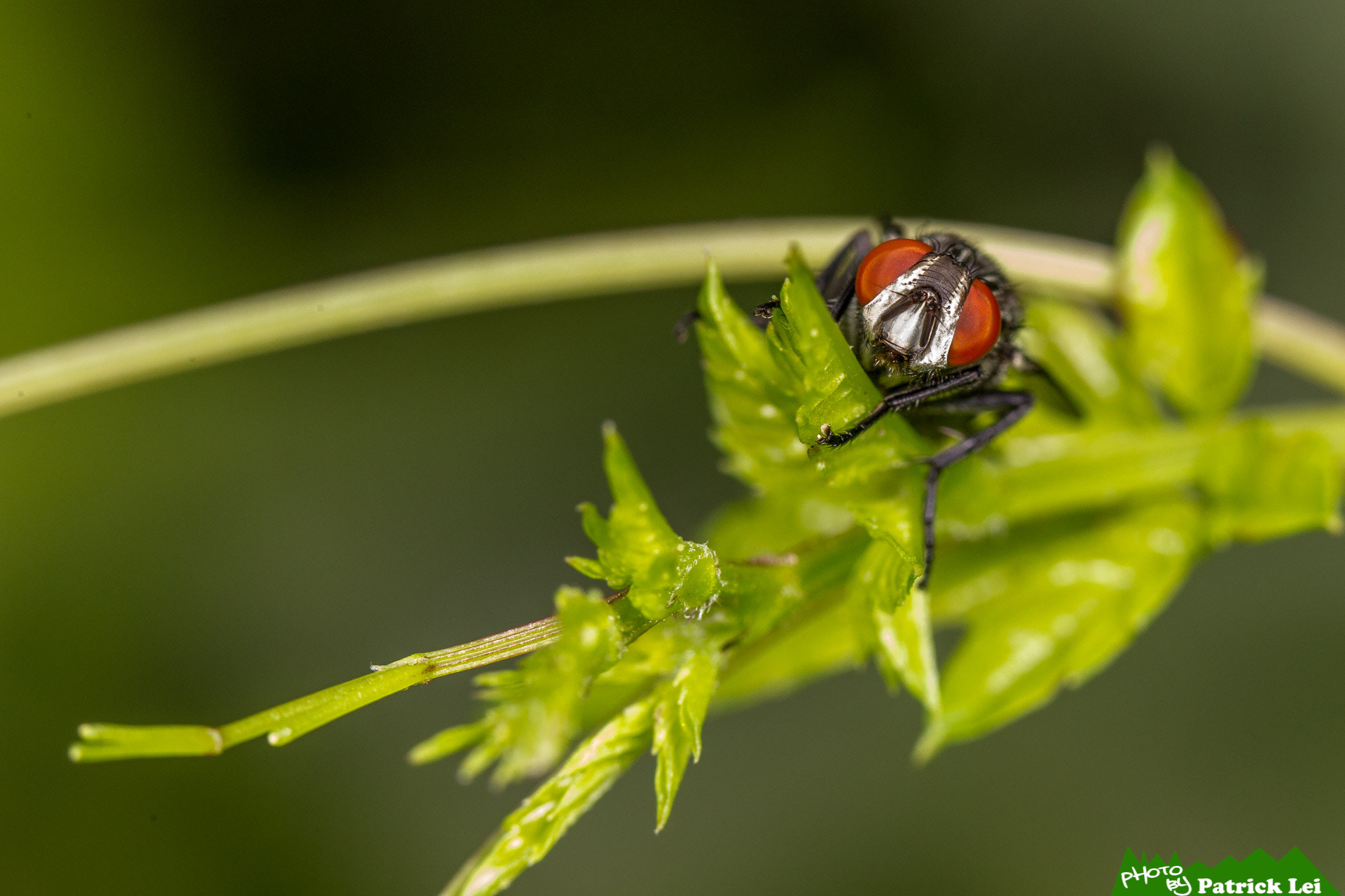 Canon EOS-1D Mark IV sample photo. Fly - ready to go photography