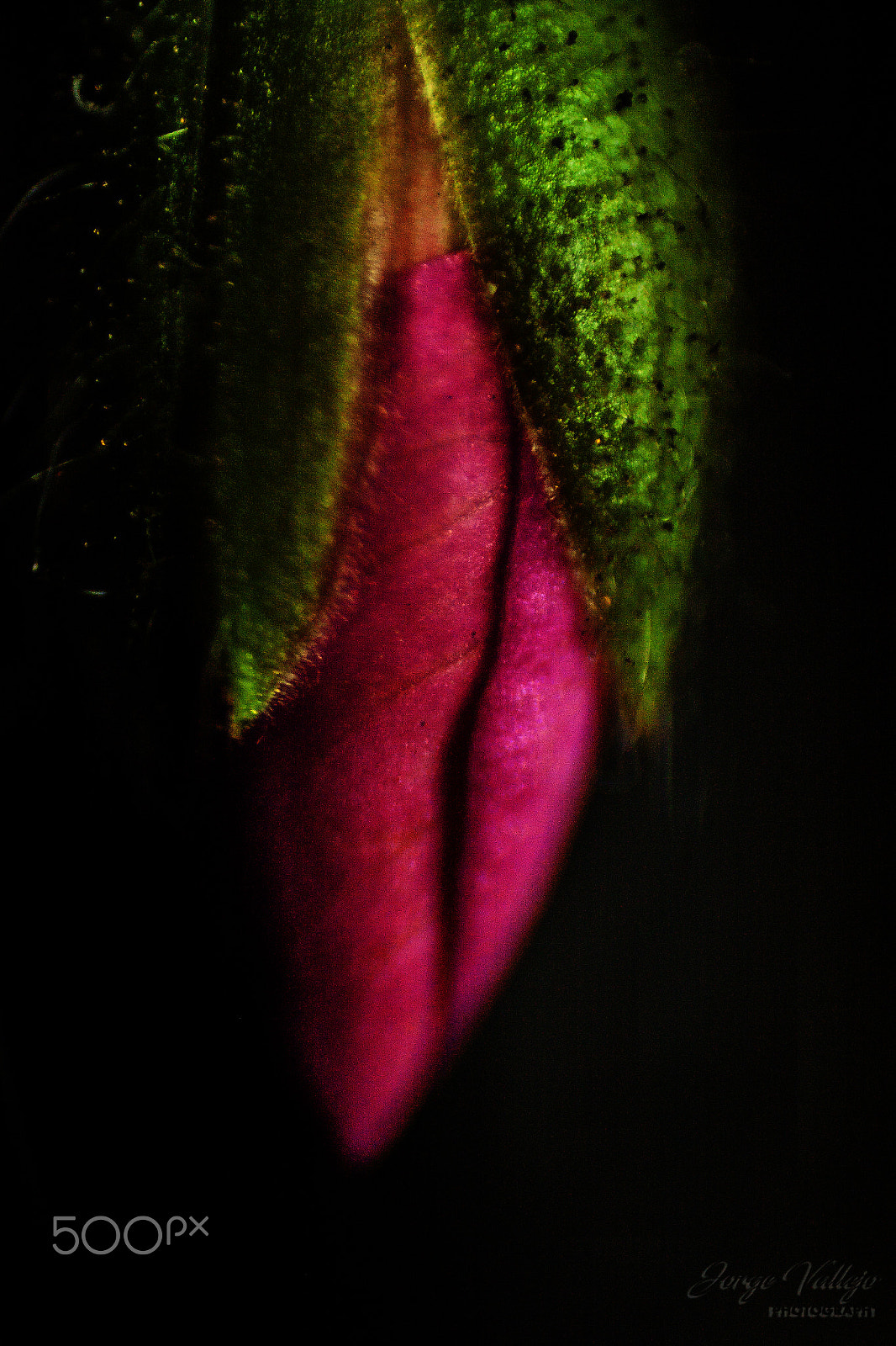 Canon EF 35-80mm f/4-5.6 sample photo. Contrastes photography