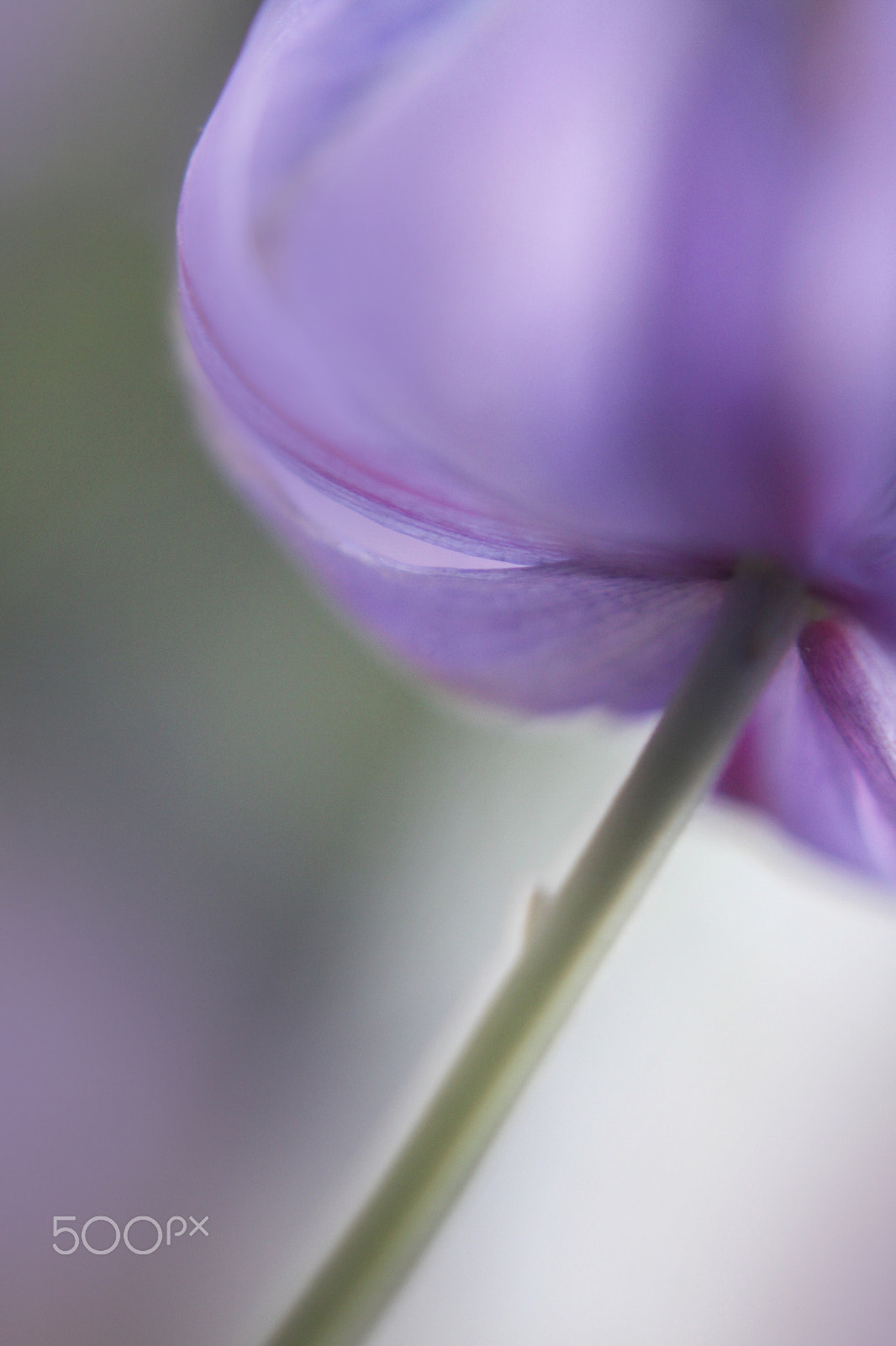 Canon EOS 50D + Canon EF 40mm F2.8 STM sample photo. Let your little light shine photography