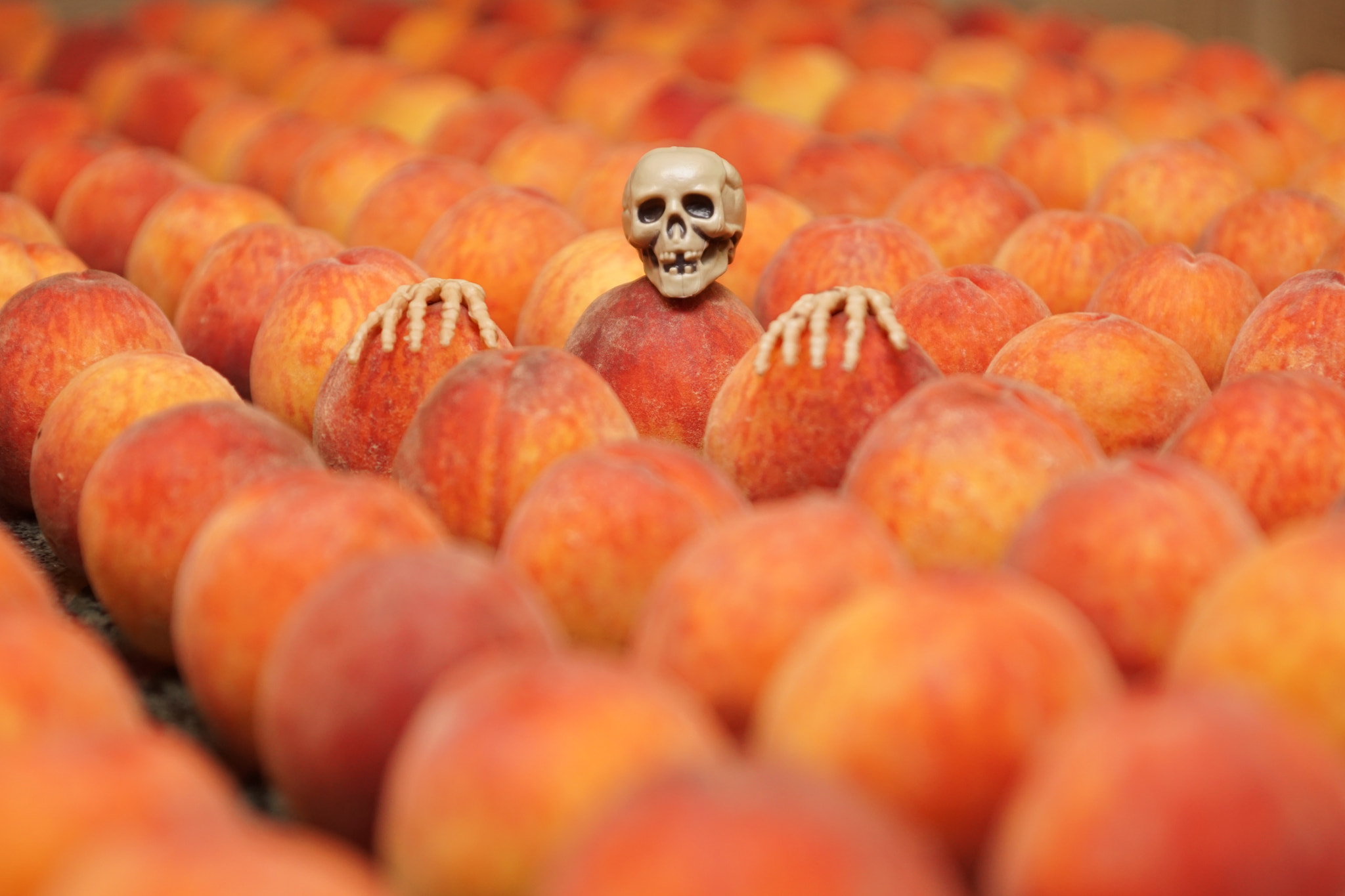 Sony ILCA-77M2 sample photo. Arising from a sea of peaches photography