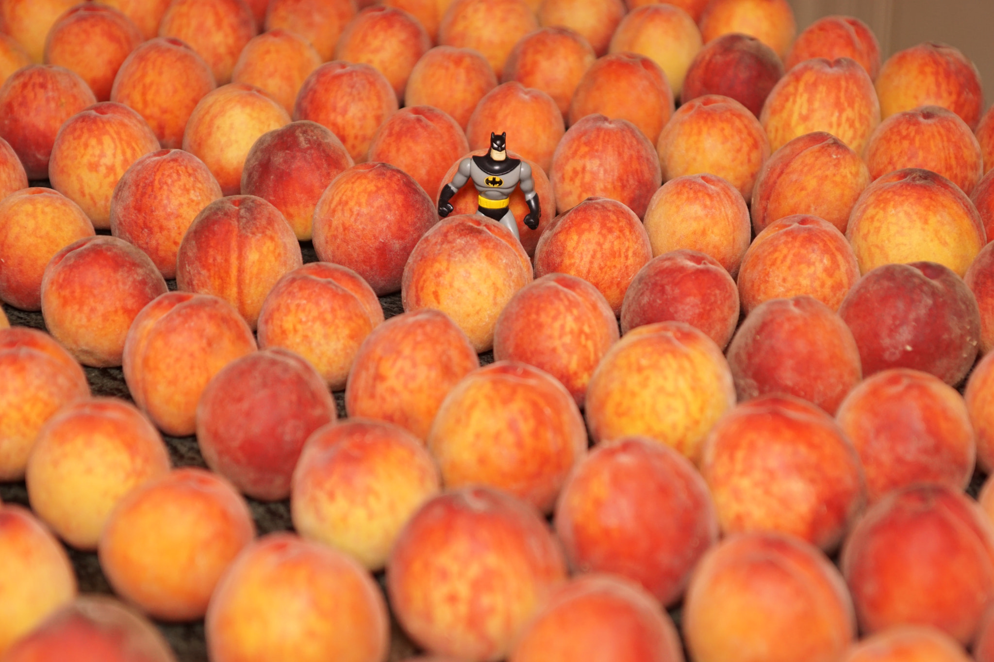 Sony ILCA-77M2 sample photo. Holy peaches batman!! photography