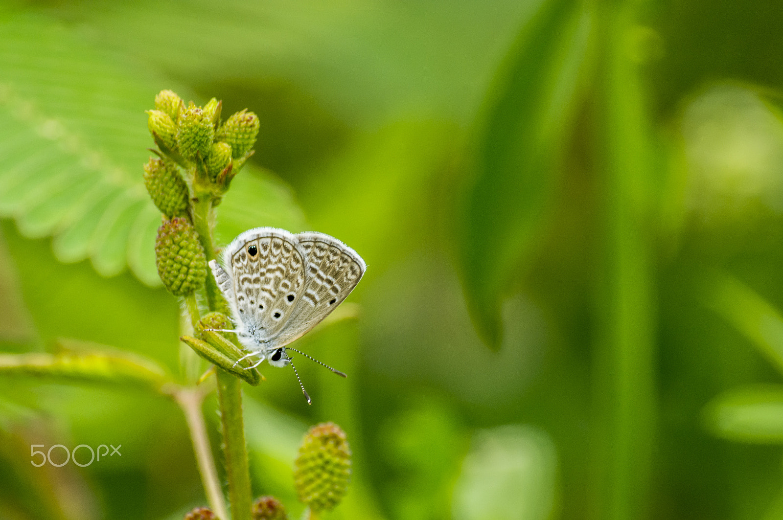 Nikon D7100 + Sigma 70-300mm F4-5.6 DG Macro sample photo. Borboleta photography