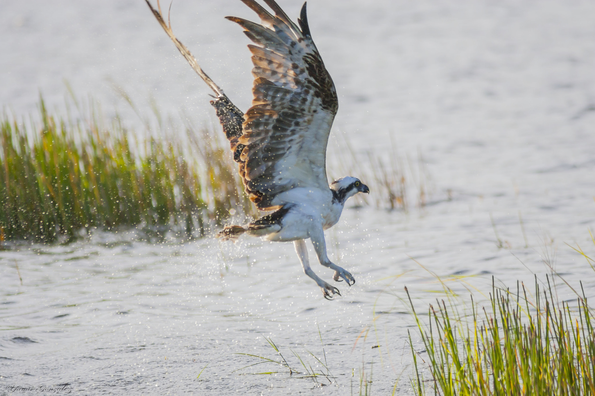 Canon EOS-1D Mark II sample photo. Osprey photography