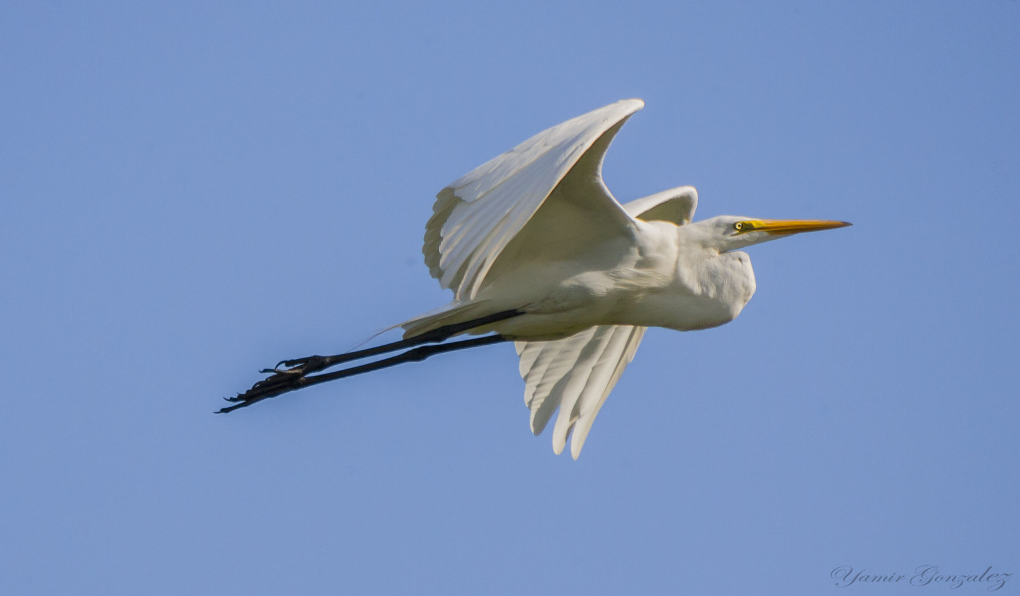 Canon EOS-1D Mark II + Canon EF 70-200mm F2.8L USM sample photo. Great egret in flight photography