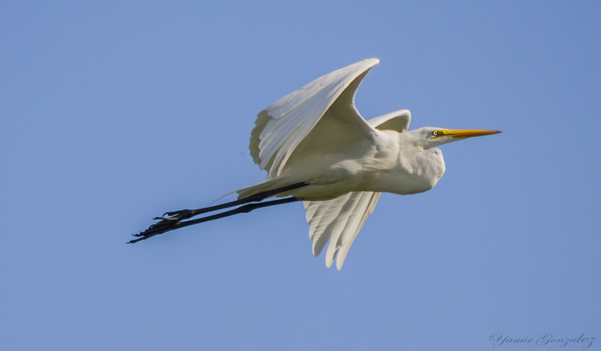 Canon EOS-1D Mark II sample photo. Great egret in flight photography