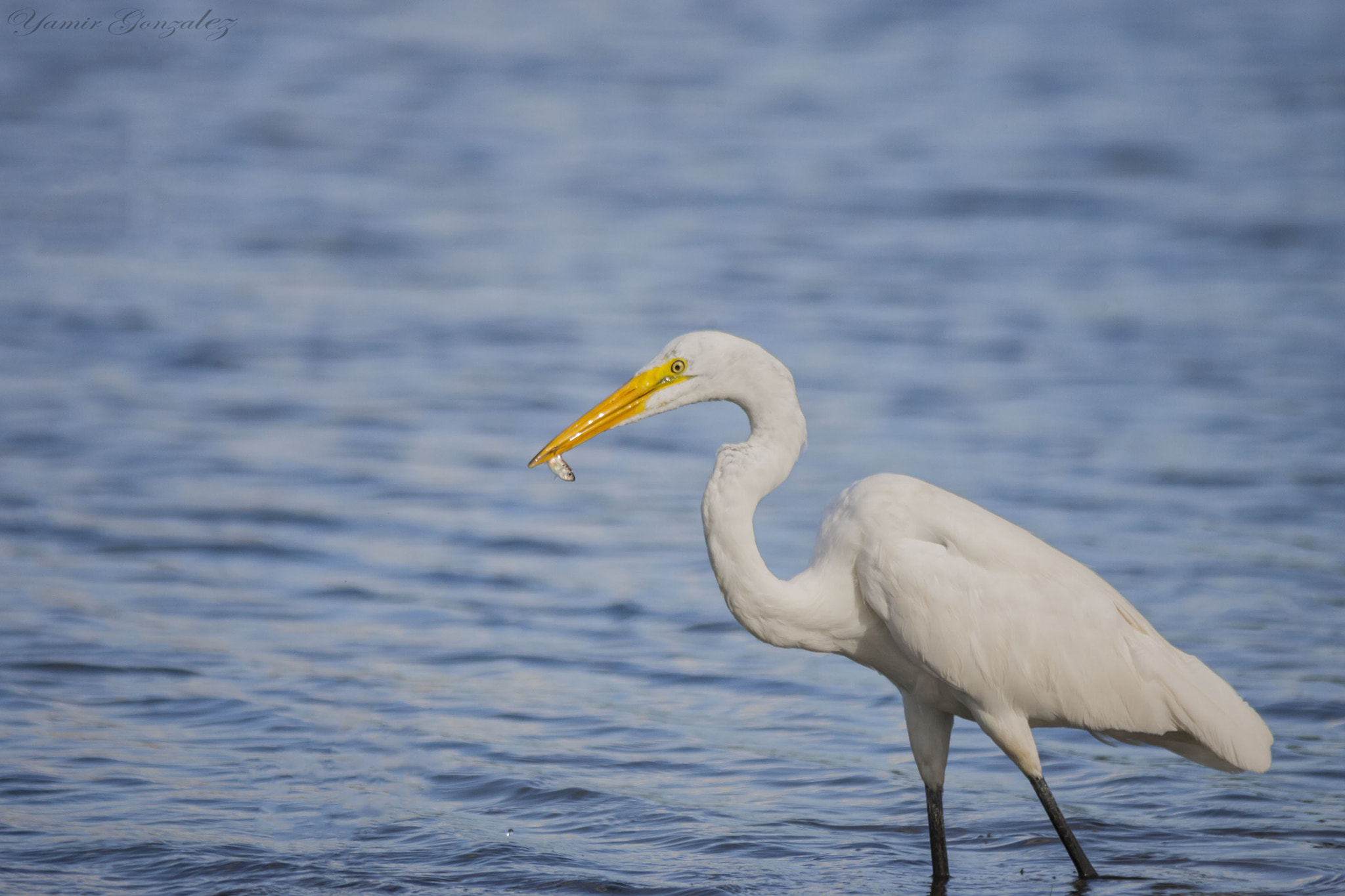 Canon EOS-1D Mark II + Canon EF 70-200mm F2.8L USM sample photo. Egret with snack photography