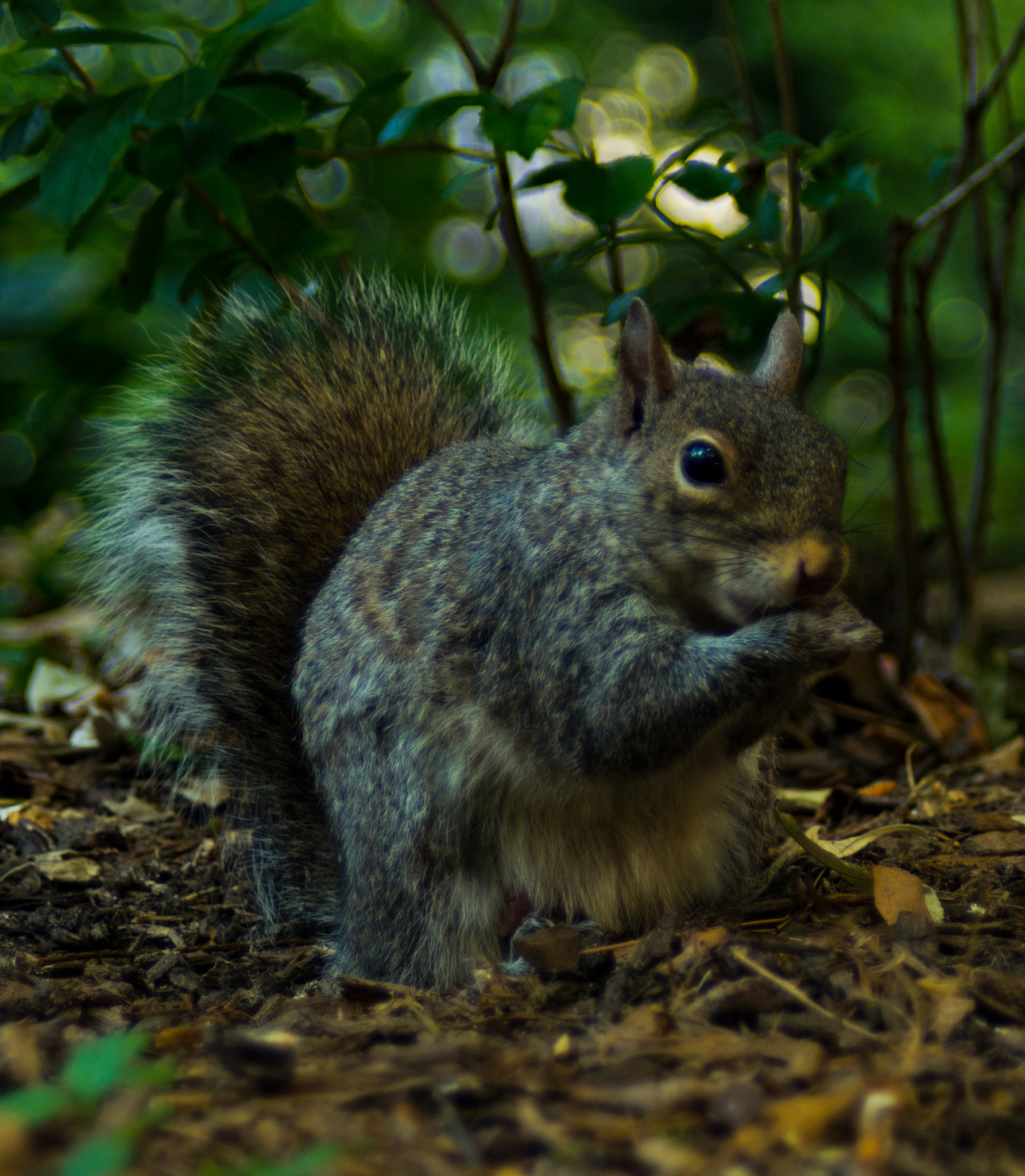 PENTAX-F 28-80mm F3.5-4.5 sample photo. Squirell photography