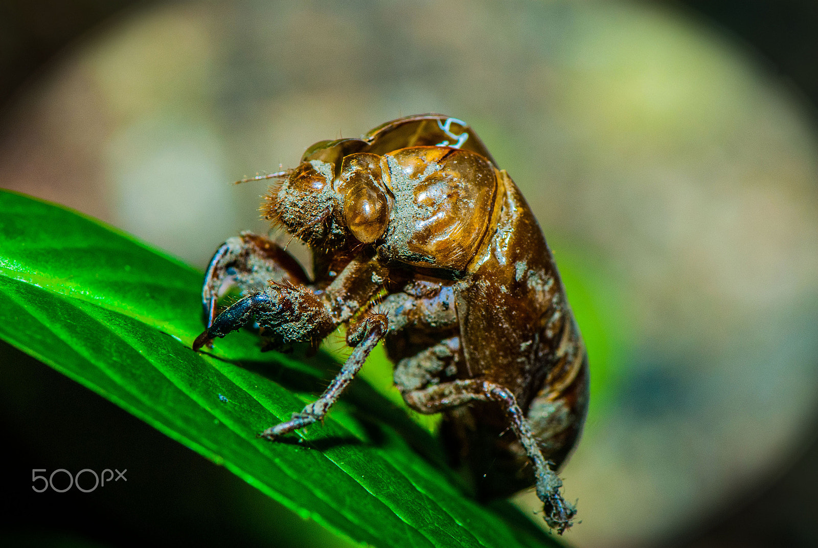 Nikon D200 + Nikon AF-S Micro-Nikkor 105mm F2.8G IF-ED VR sample photo. The beginning of the cicada of husk summer photography