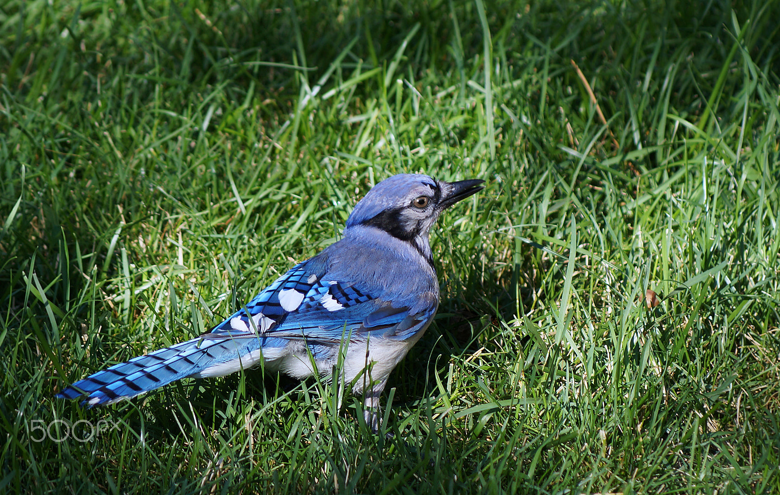 Sony SLT-A37 + Sony 75-300mm F4.5-5.6 sample photo. Looking back at you photography