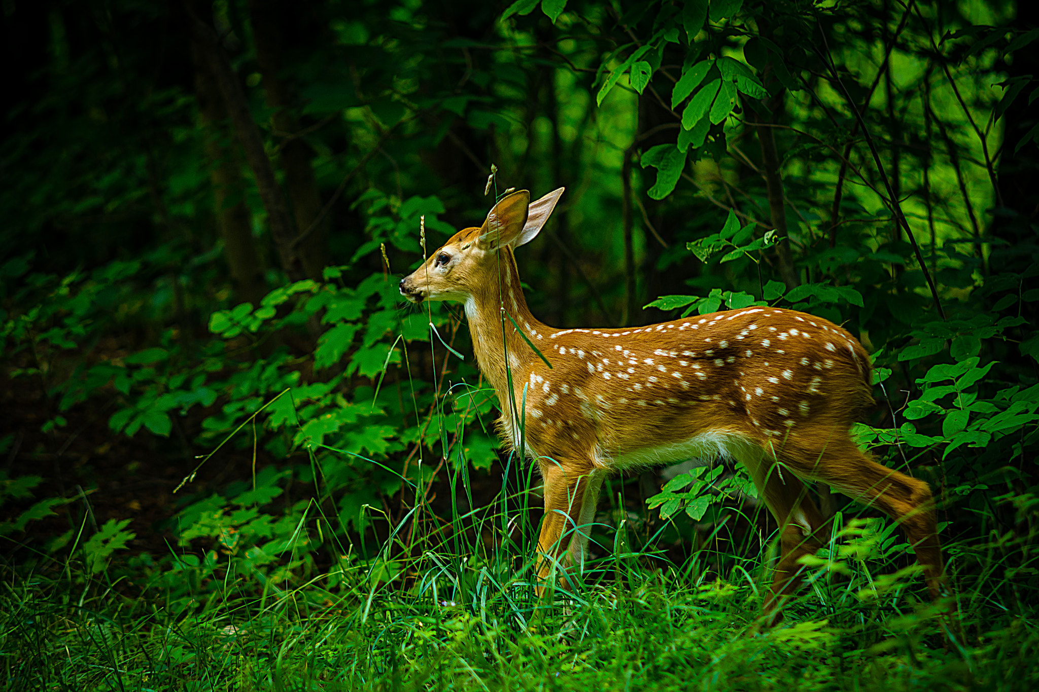 Sigma 50-150mm F2.8 EX APO DC HSM sample photo. Deer in the park photography