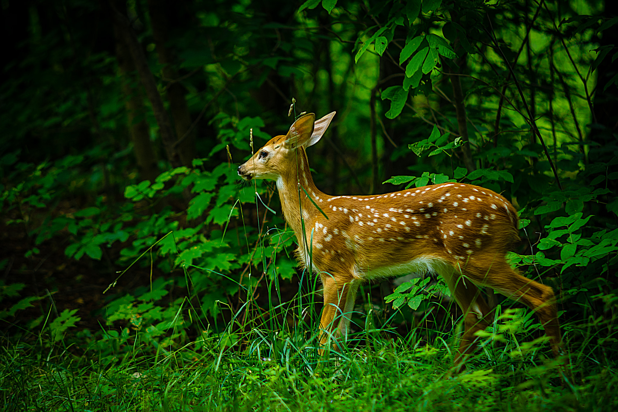 Nikon D7100 + Sigma 50-150mm F2.8 EX APO DC HSM sample photo. Deer in the park photography