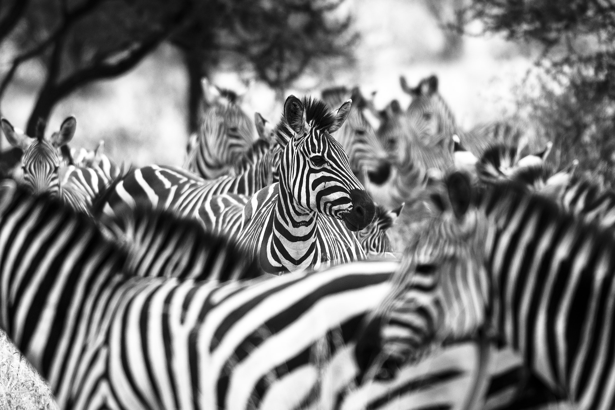Nikon D500 sample photo. Zebras photography