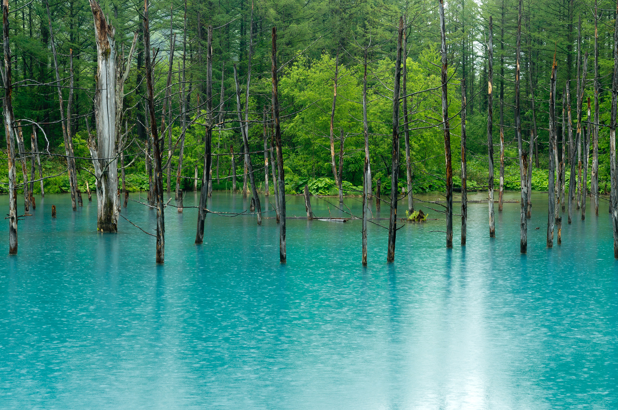 Sony SLT-A57 + Tamron SP 24-70mm F2.8 Di VC USD sample photo. Blue pond in rain photography