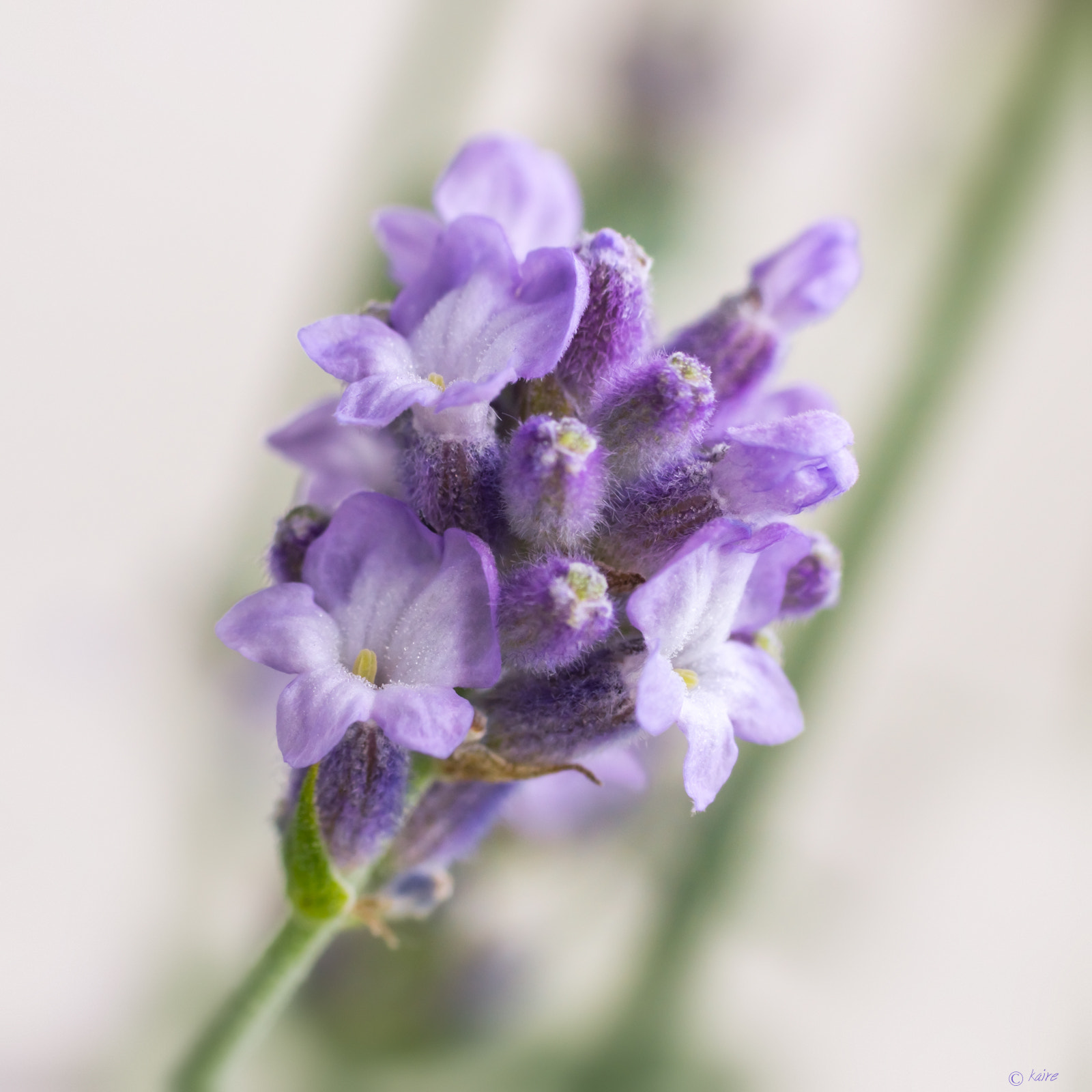Tamron AF 55-200mm F4-5.6 Di II LD Macro sample photo. Lavender ii photography